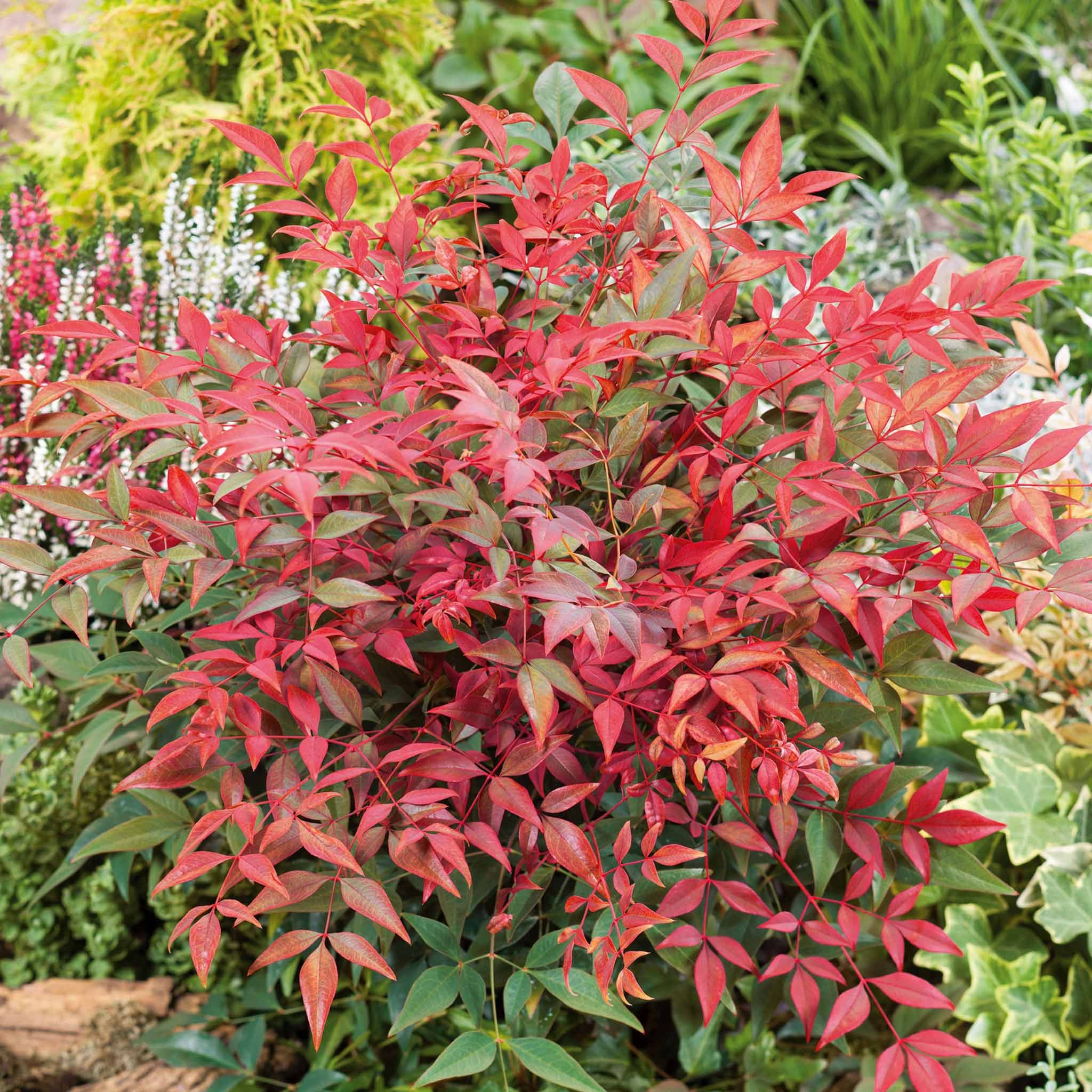 Marshalls Garden Nandina Domestica 'Obsessed'  - 3 Litre Plant