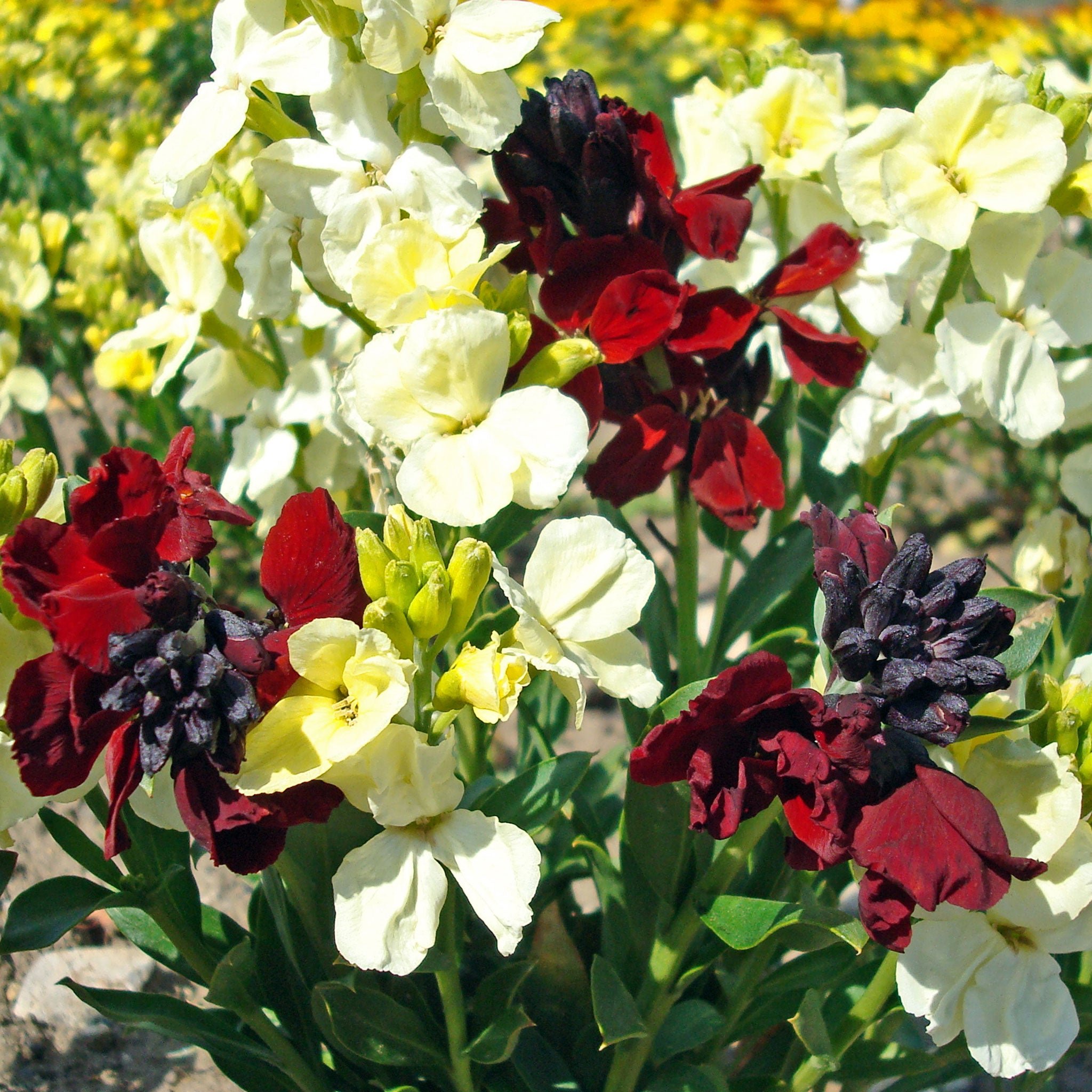 Unwins Wallflower Seeds 'Rubies and Pearls' - 30 Seeds