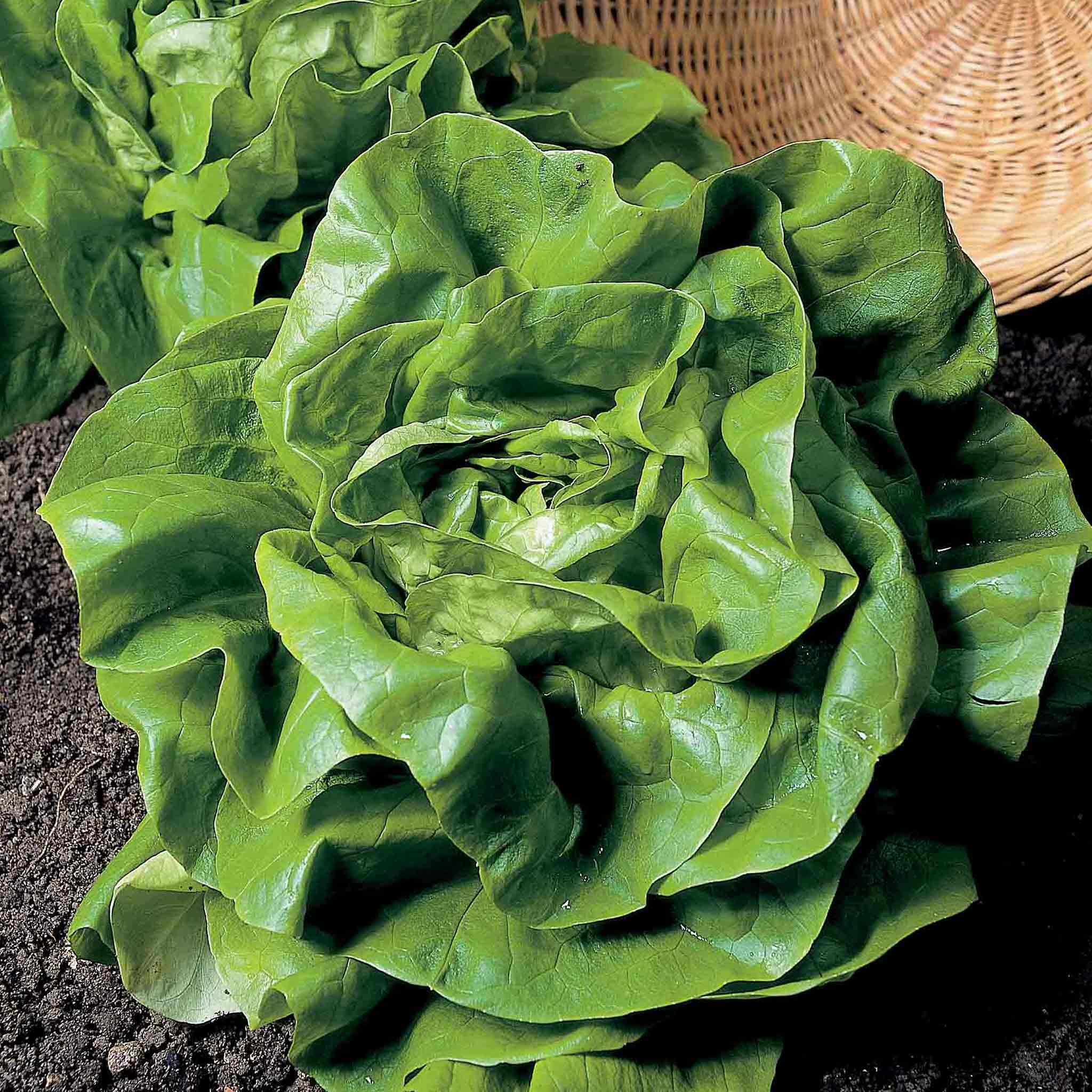 Marshalls Garden Lettuce Seeds 'All The Year Round' Variety - 1700 Seeds
