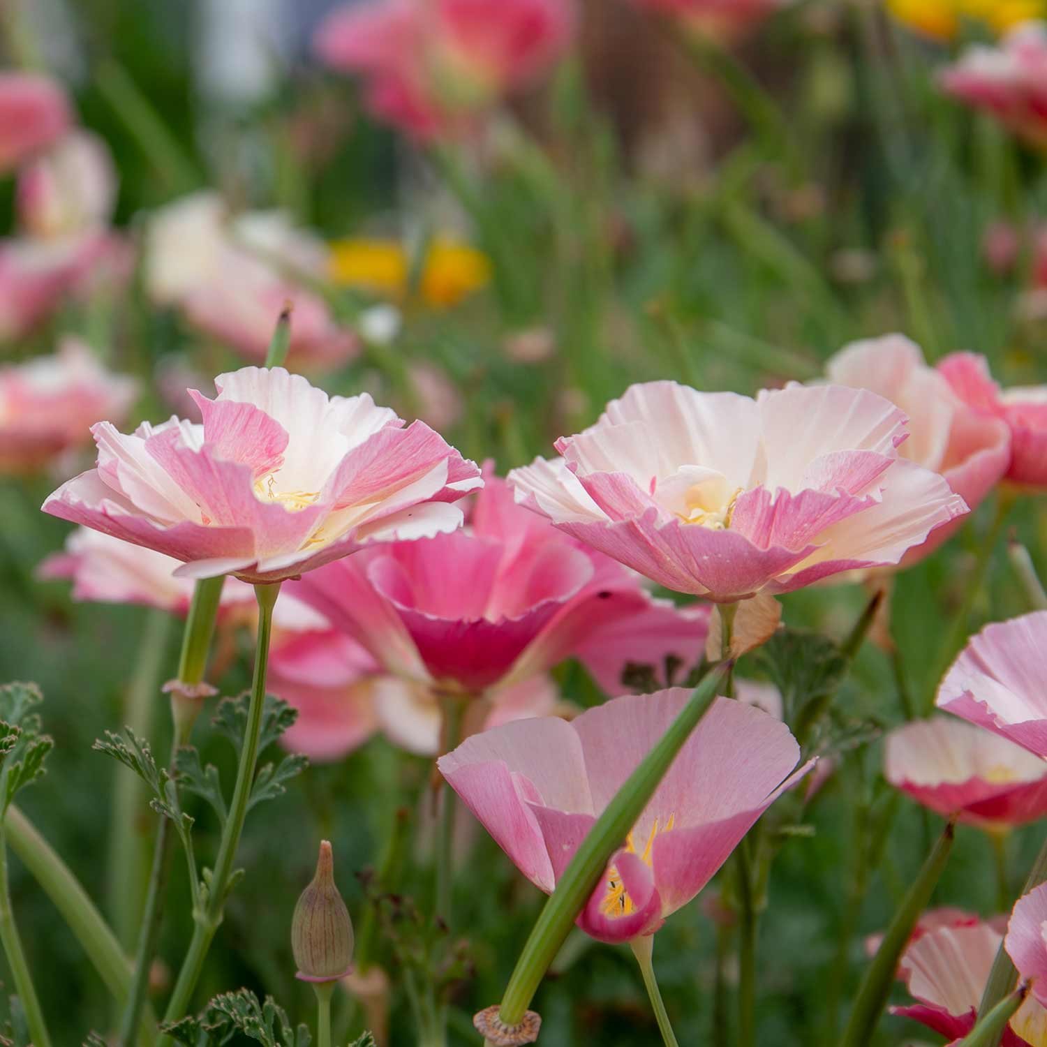 Marshalls Garden Californian Poppy Seeds 'Frilled Rose' - 150 Seeds