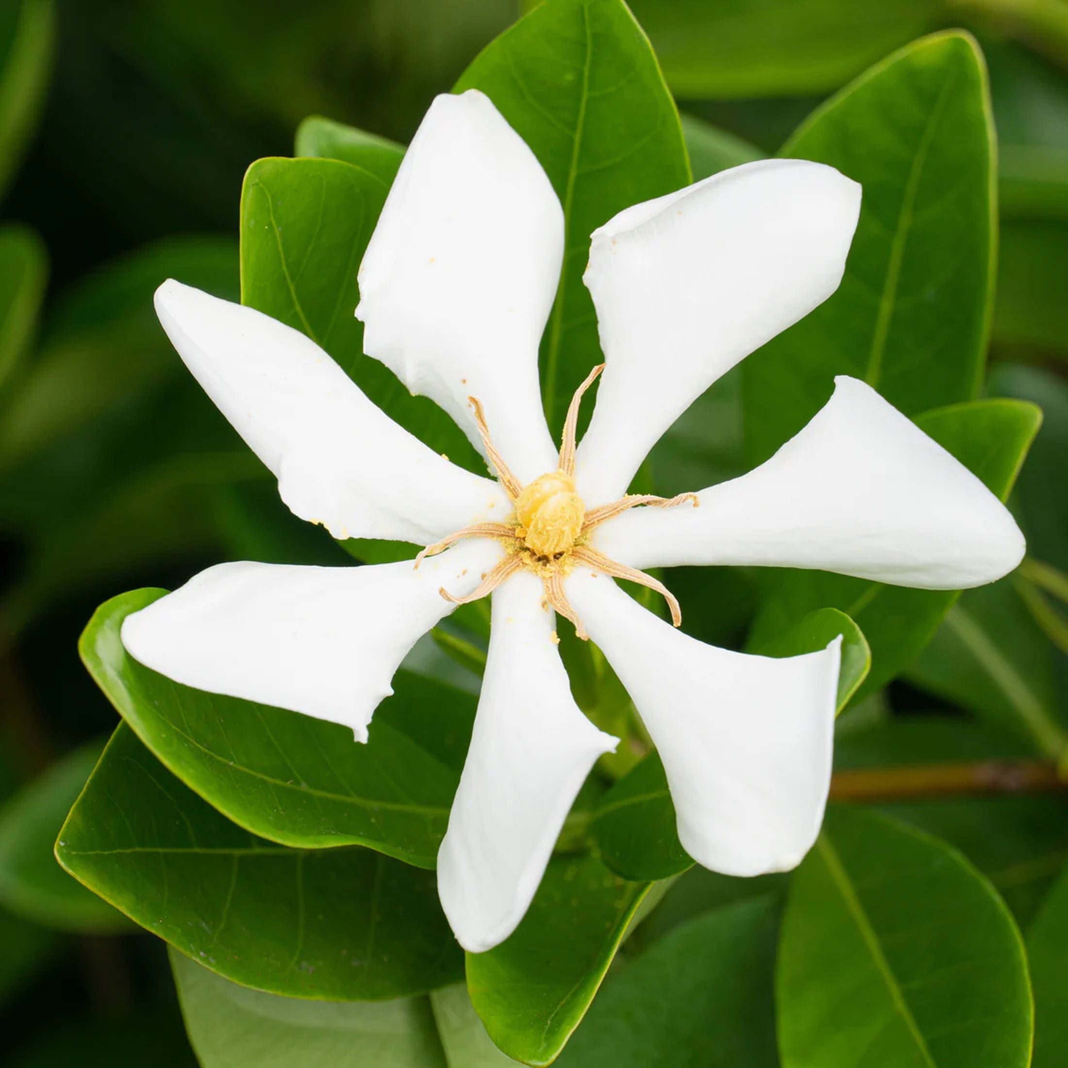 Marshalls Garden Gardenia 'Pinwheel' - Fragrant Evergreen Shrub - 2 Litre Plant