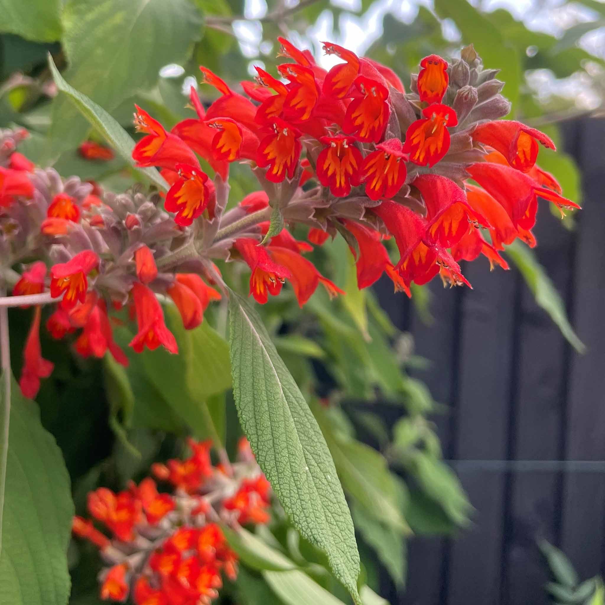 Marshalls Garden Colquhounia Coccinea 'Nepalese Flame' - 3 x 9cm Plants