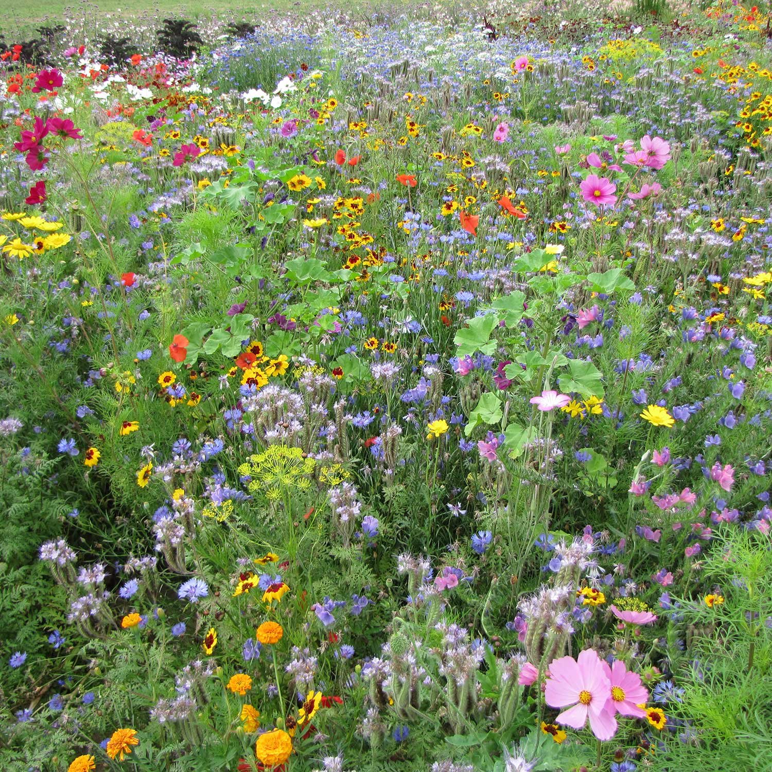 Marshalls Garden Bee Mix - 2000 Seeds