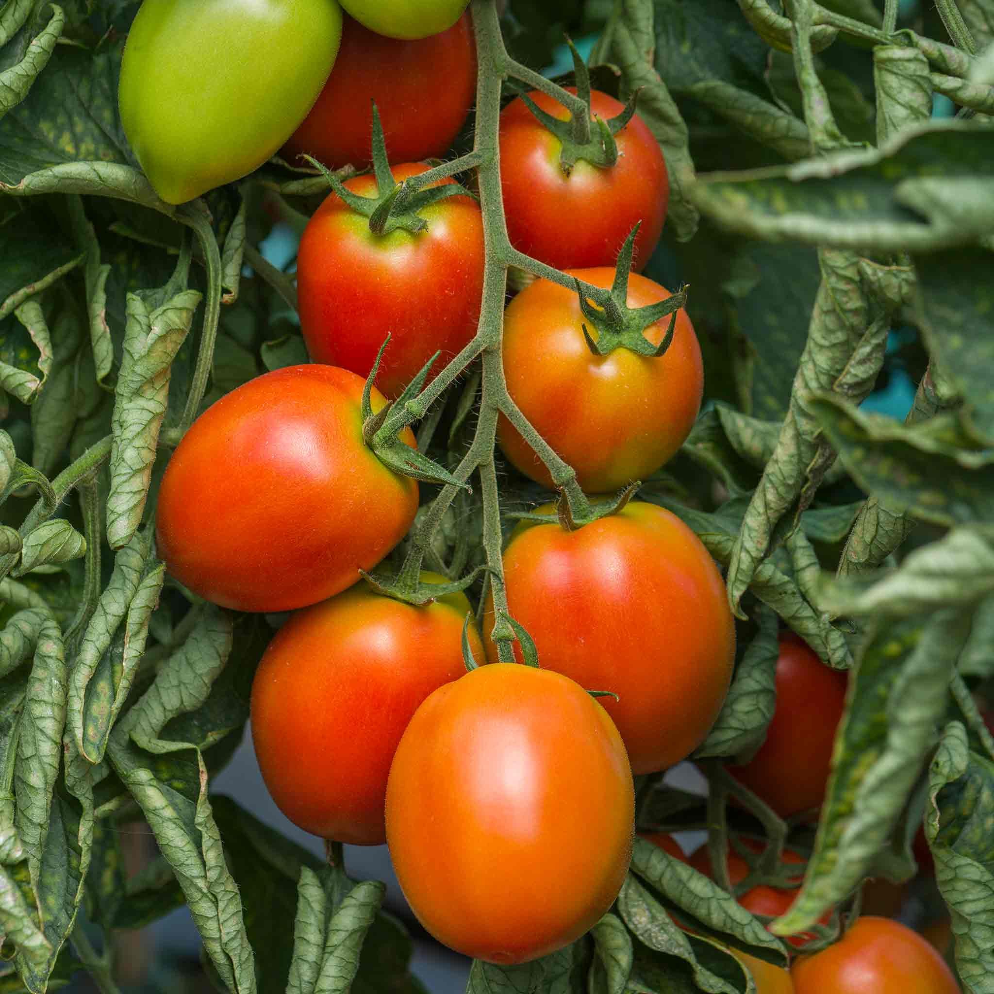 Marshalls Garden Tomato Seeds Sahel  - 10 Seeds