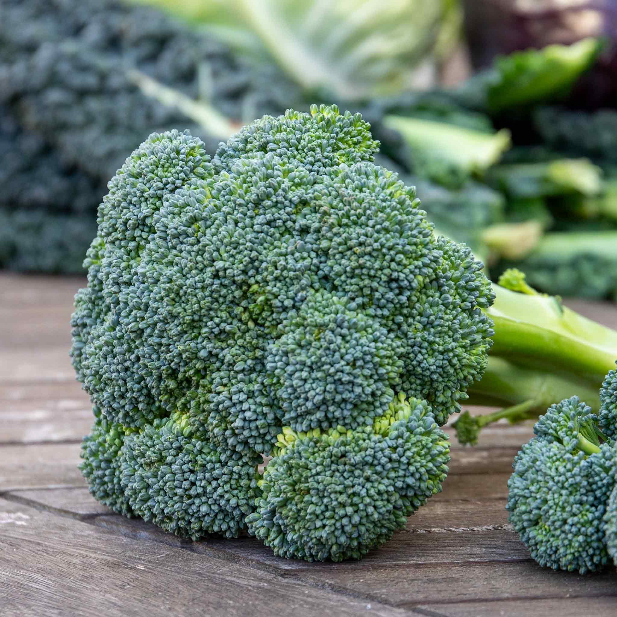 Marshalls Garden Calabrese Seeds 'Green Magic' F1 - 60 Seeds