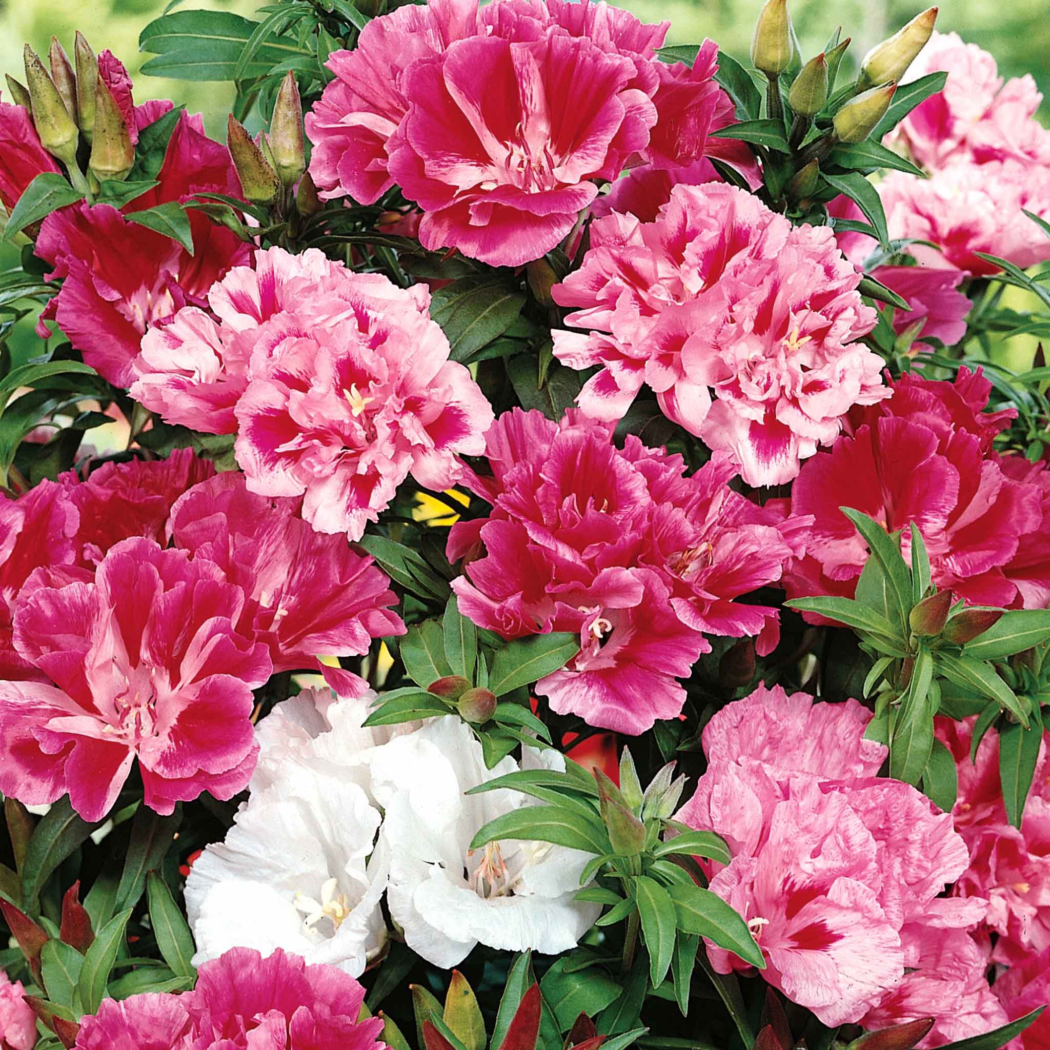 Unwins Godetia Seeds 'Azalea Flowered Mix' - 800 Seeds