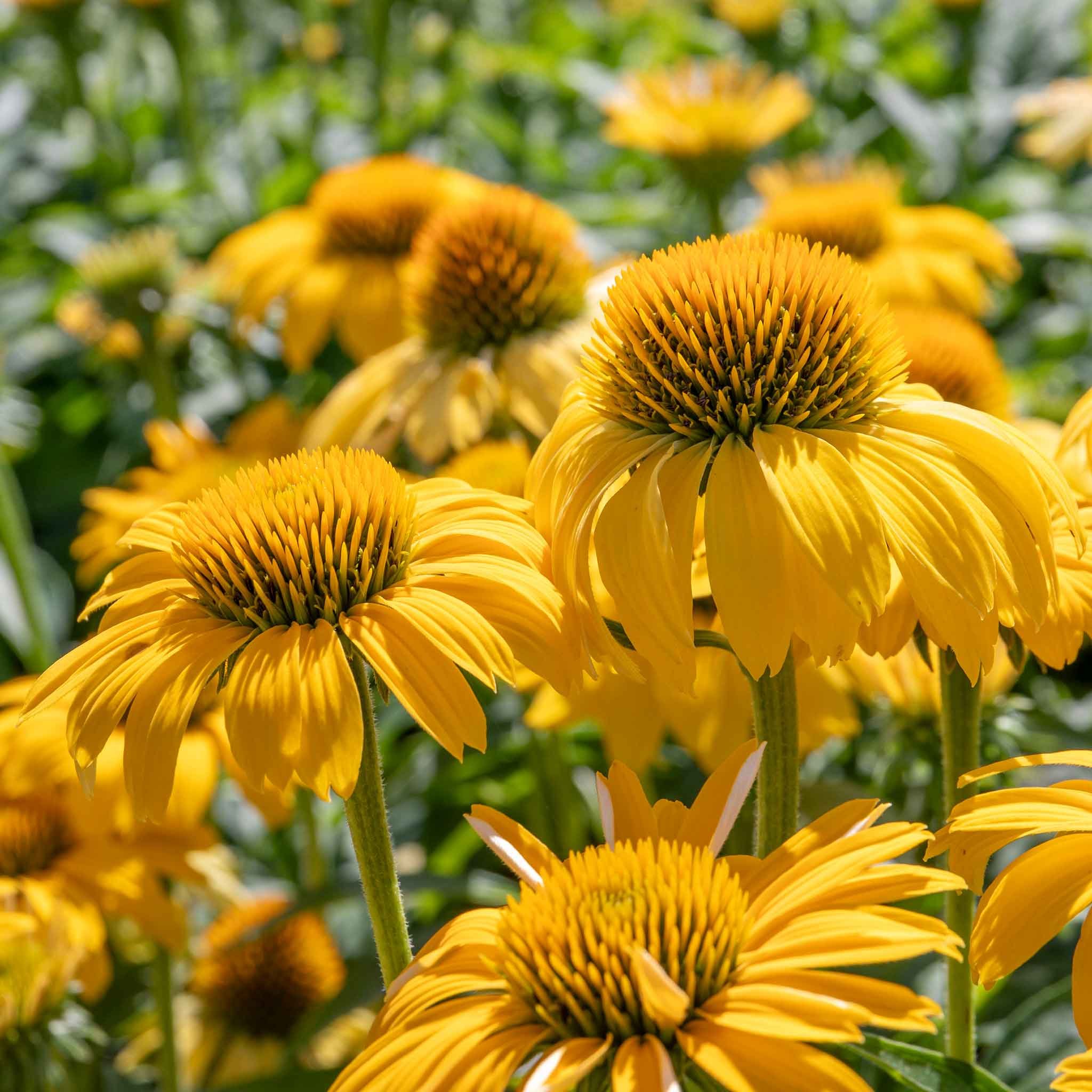 Marshalls Garden Echinacea Papallo 'Deep Yellow' Coneflower - 3 x 9cm Plants