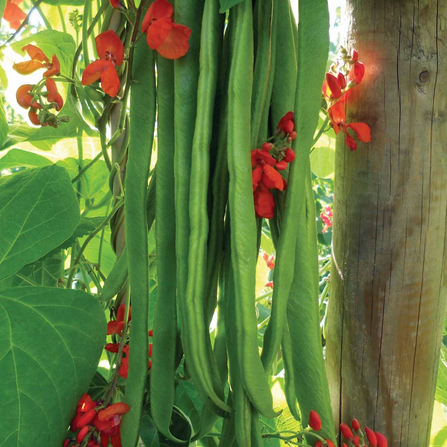 Marshalls Garden Firestorm Runner Bean Seeds - 3 Packs