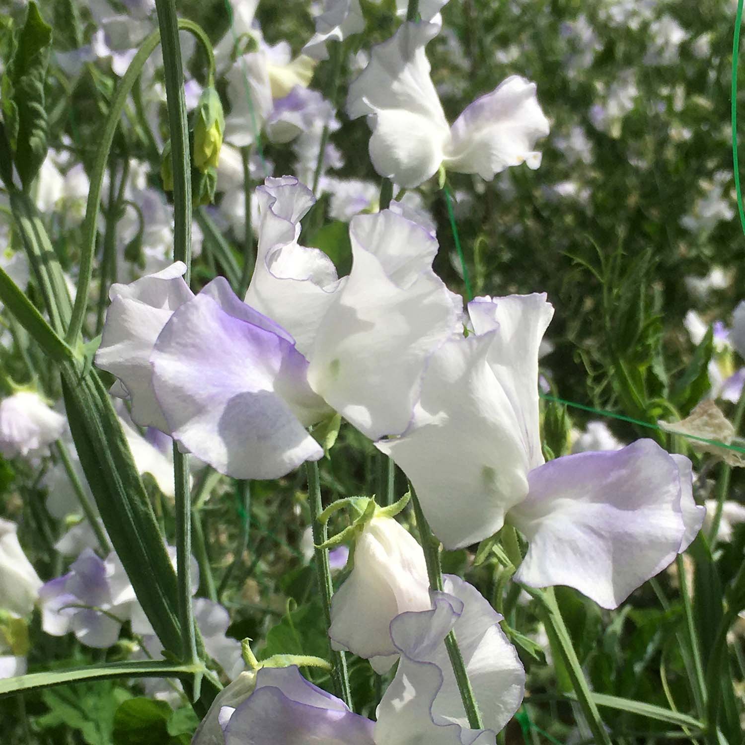 Unwins Sweet Pea Seeds 'Platinum Jubilee' - 20 Seeds