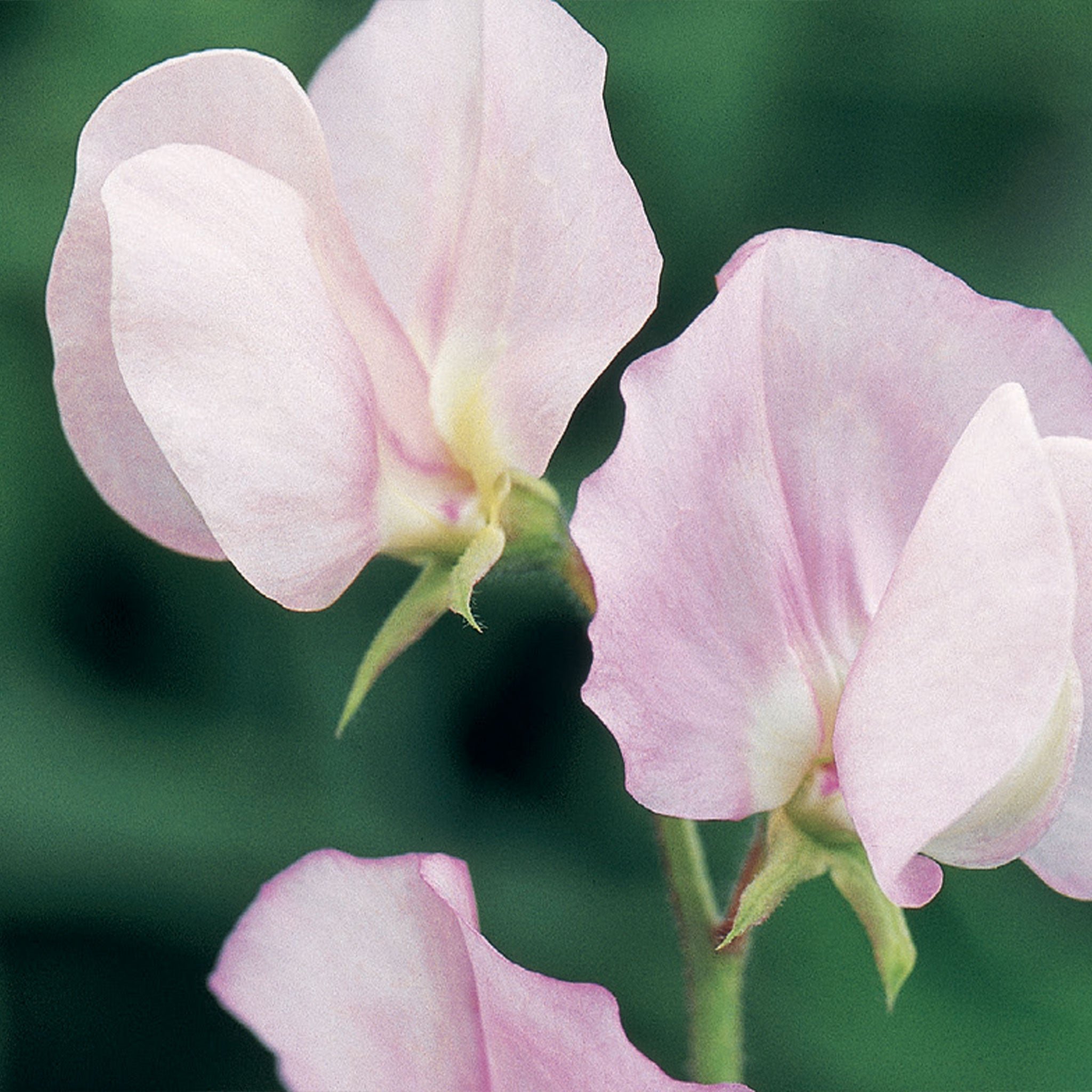 Unwins Sweet Pea Seeds 'Prima Donna' - 21 Seeds