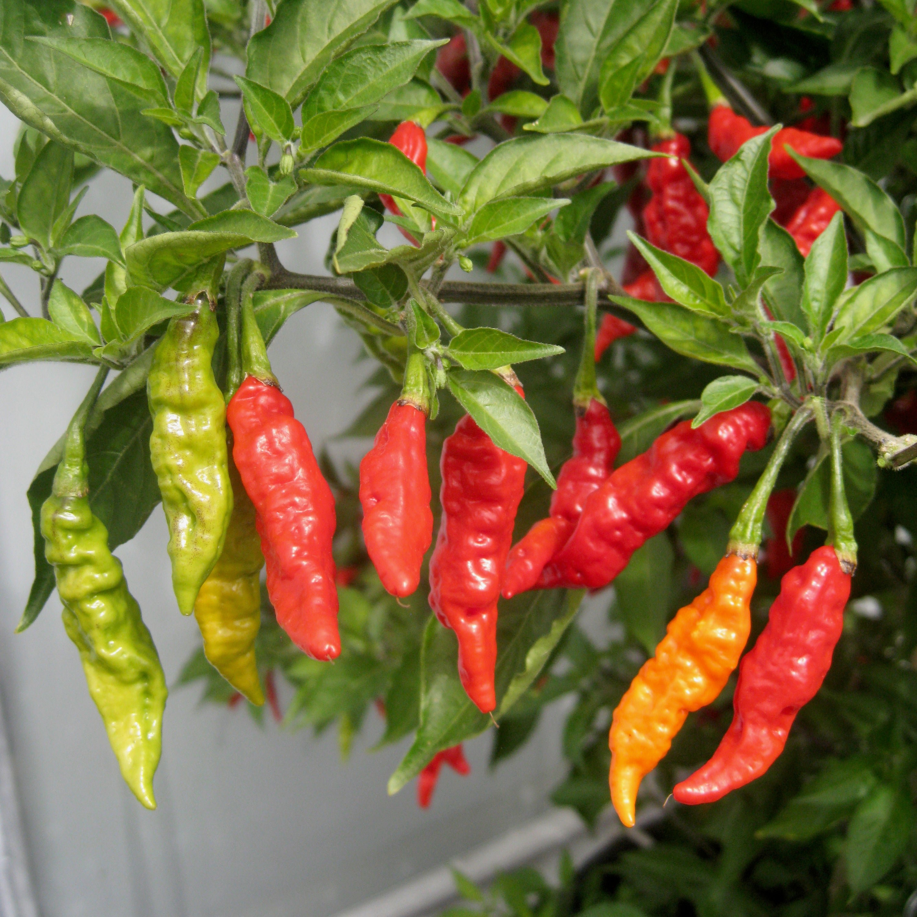 Marshalls Garden Chilli Pepper Fruity Volcano - 8 Seeds