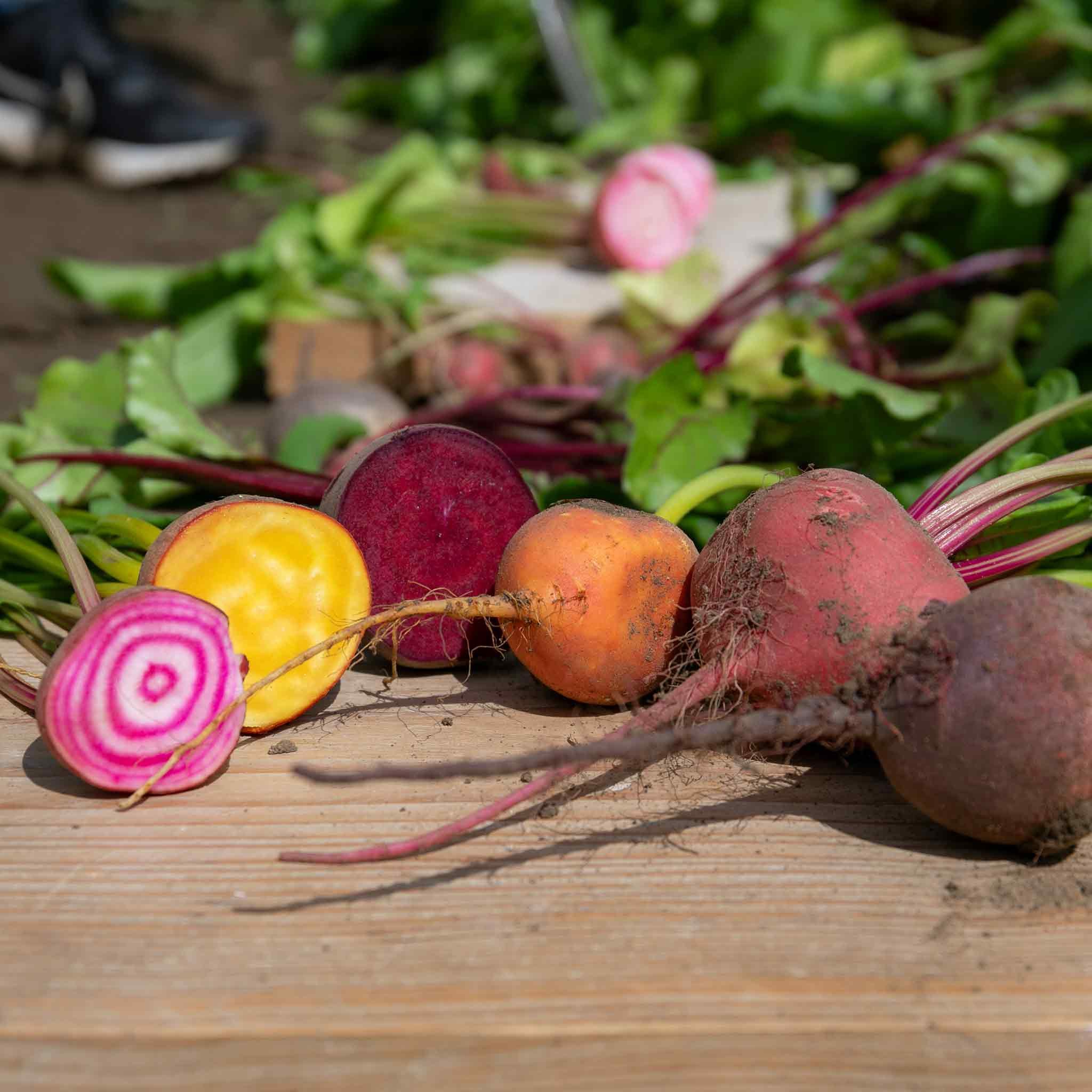 Marshalls Garden Beetroot Seeds Quattro Gourmet Mix - 300 Seeds