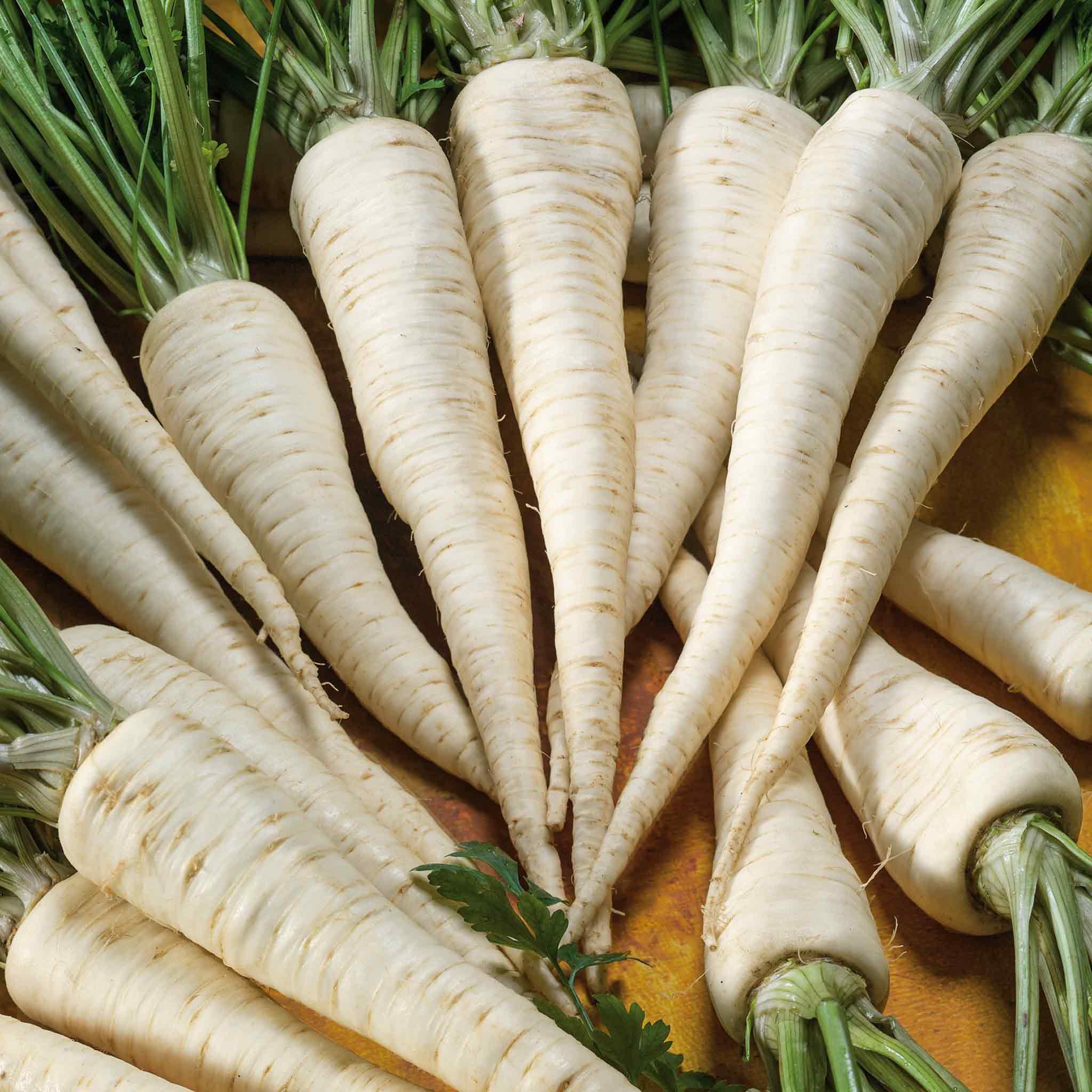 Marshalls Garden Parsley Seeds Hamburg 'Turnip-Rooted' - 2000 Seeds