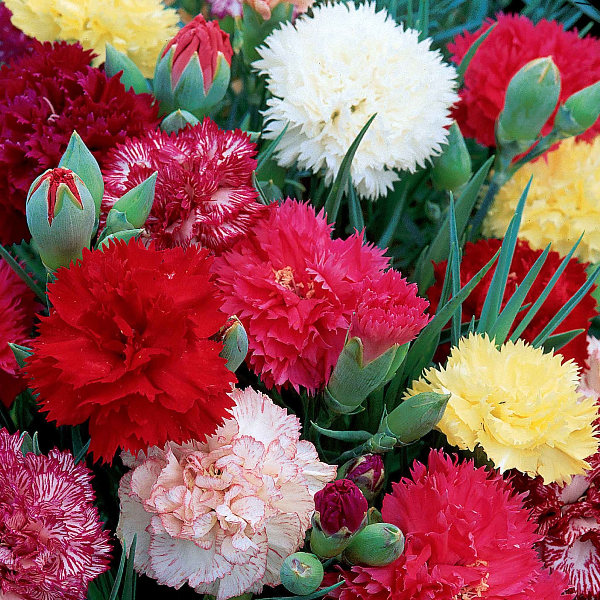 Unwins Carnation Seeds 'Early Flowering Mix' - 100 Seeds