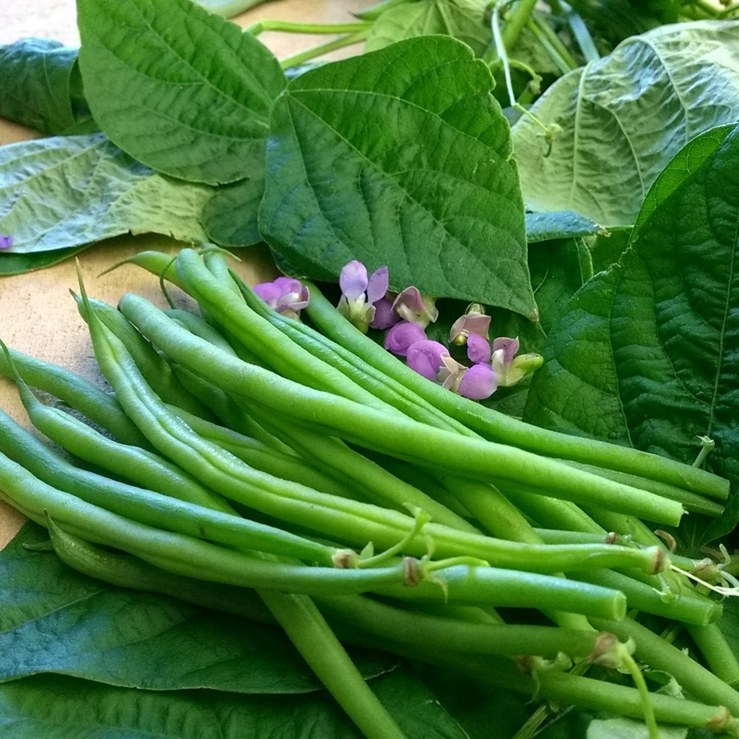 Marshalls Garden Dwarf French Bean Seeds 'Nautica' Compact - 150 Seeds
