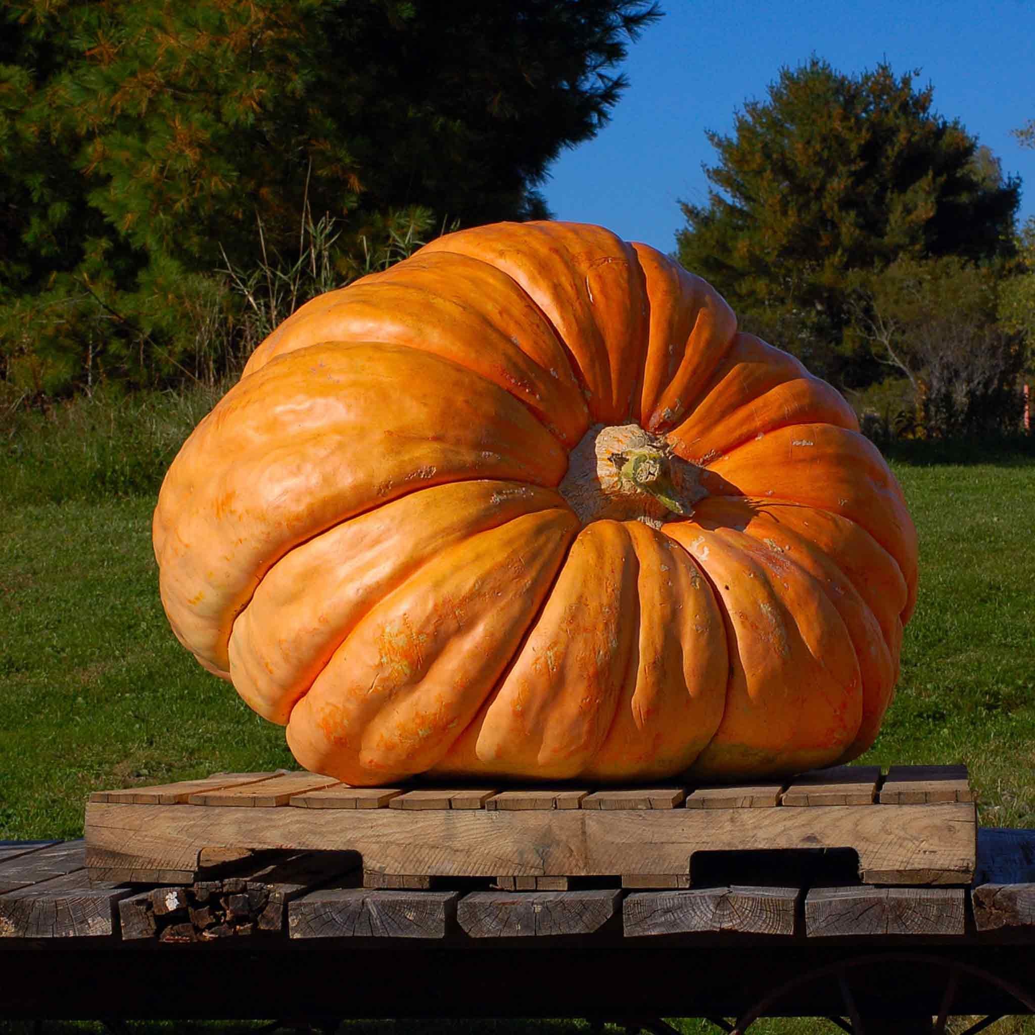 Unwins Pumpkin Seeds 'Mammoth' - 18 Seeds