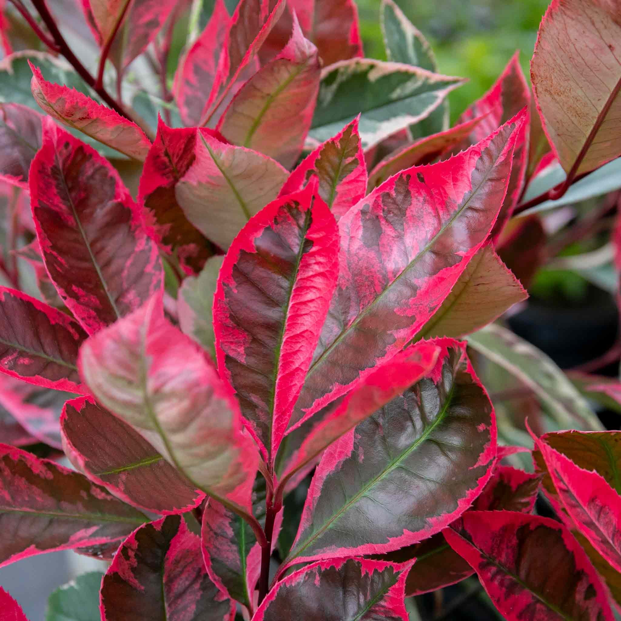 Marshalls Garden Photinia x Fraseri 'Louise' Variegated  - 3 Litre Plant