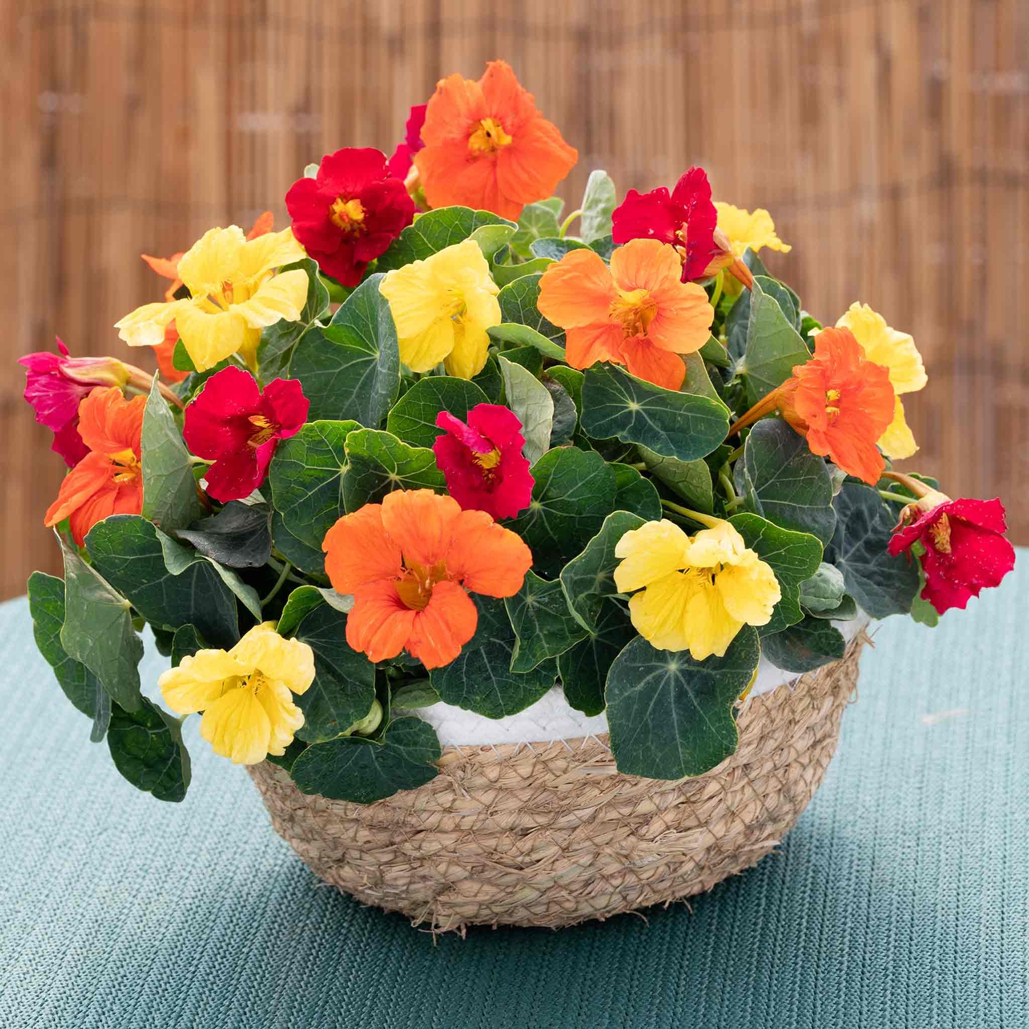 Unwins Nasturtium Seeds 'Baby Fiesta Mix' - 30 Seeds