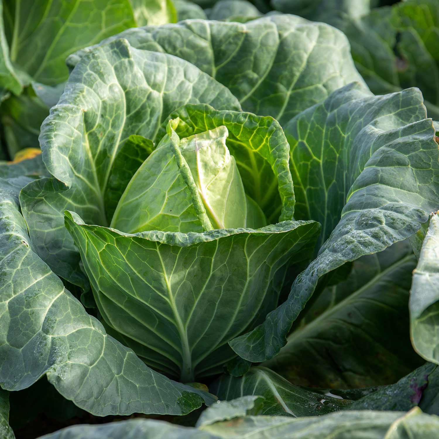 Marshalls Garden Cabbage Seeds Duncan F1 - 80 Seeds