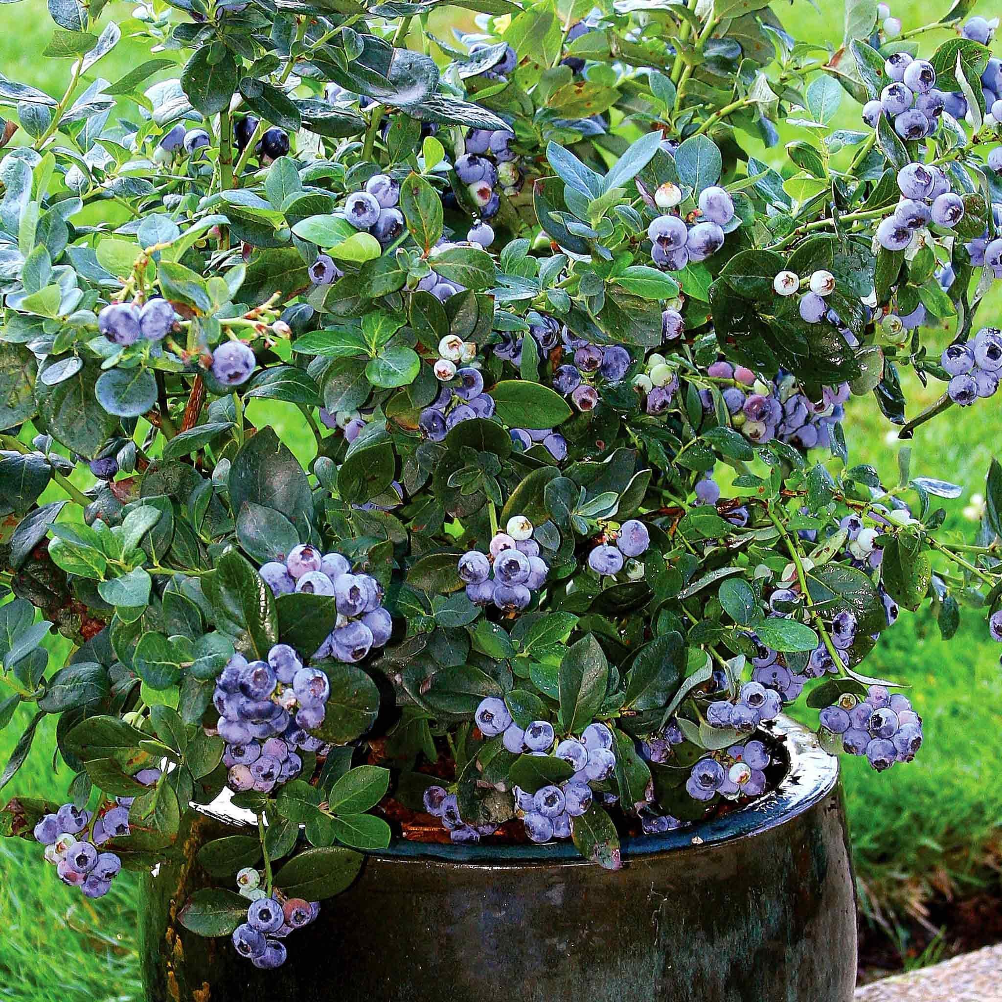 Marshalls Garden Blueberry 'Northcountry' - 2 Litre Plant
