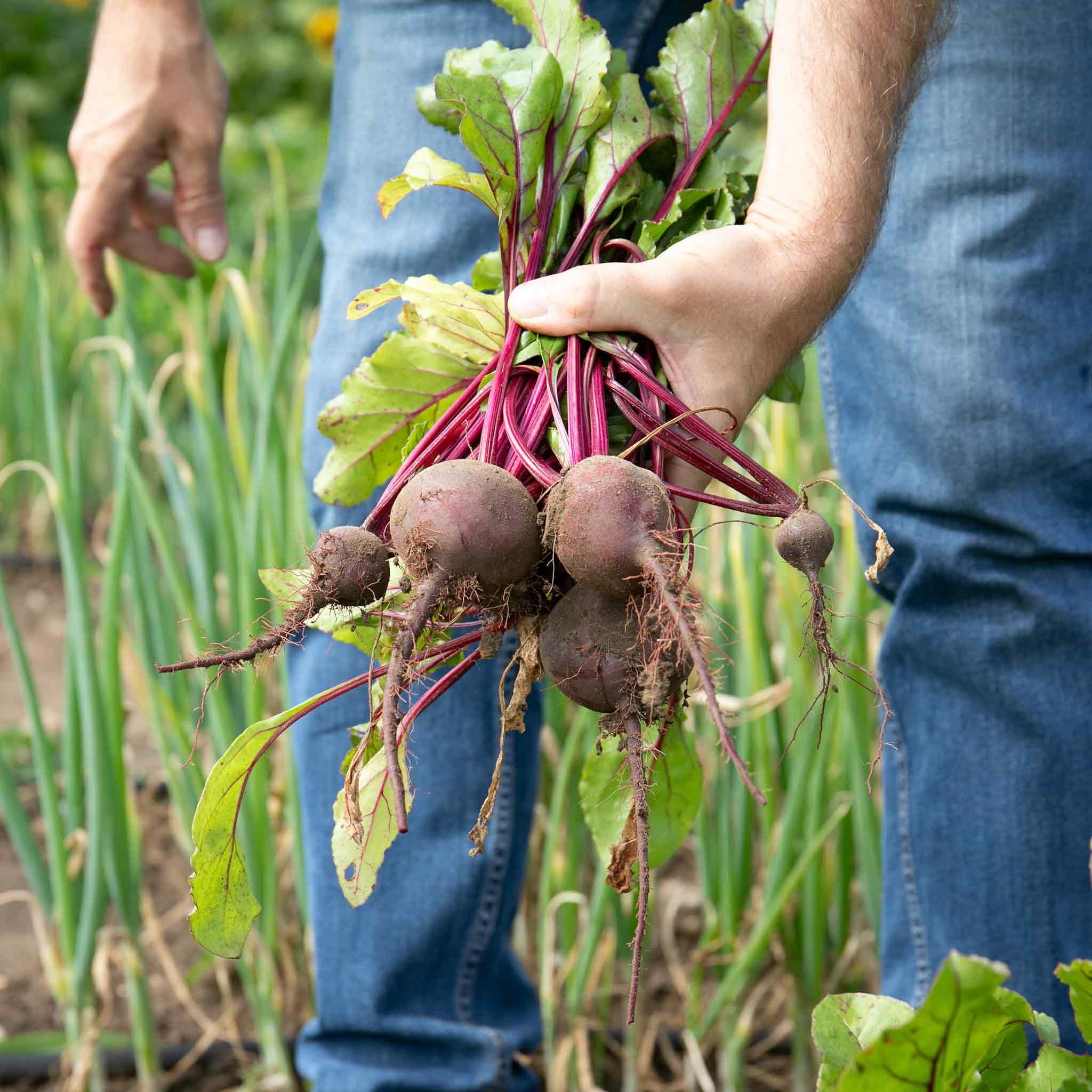 Marshalls Garden Beetroot Seeds 'Baby Beet Action' F1 Sweet Tender - 380 Seeds