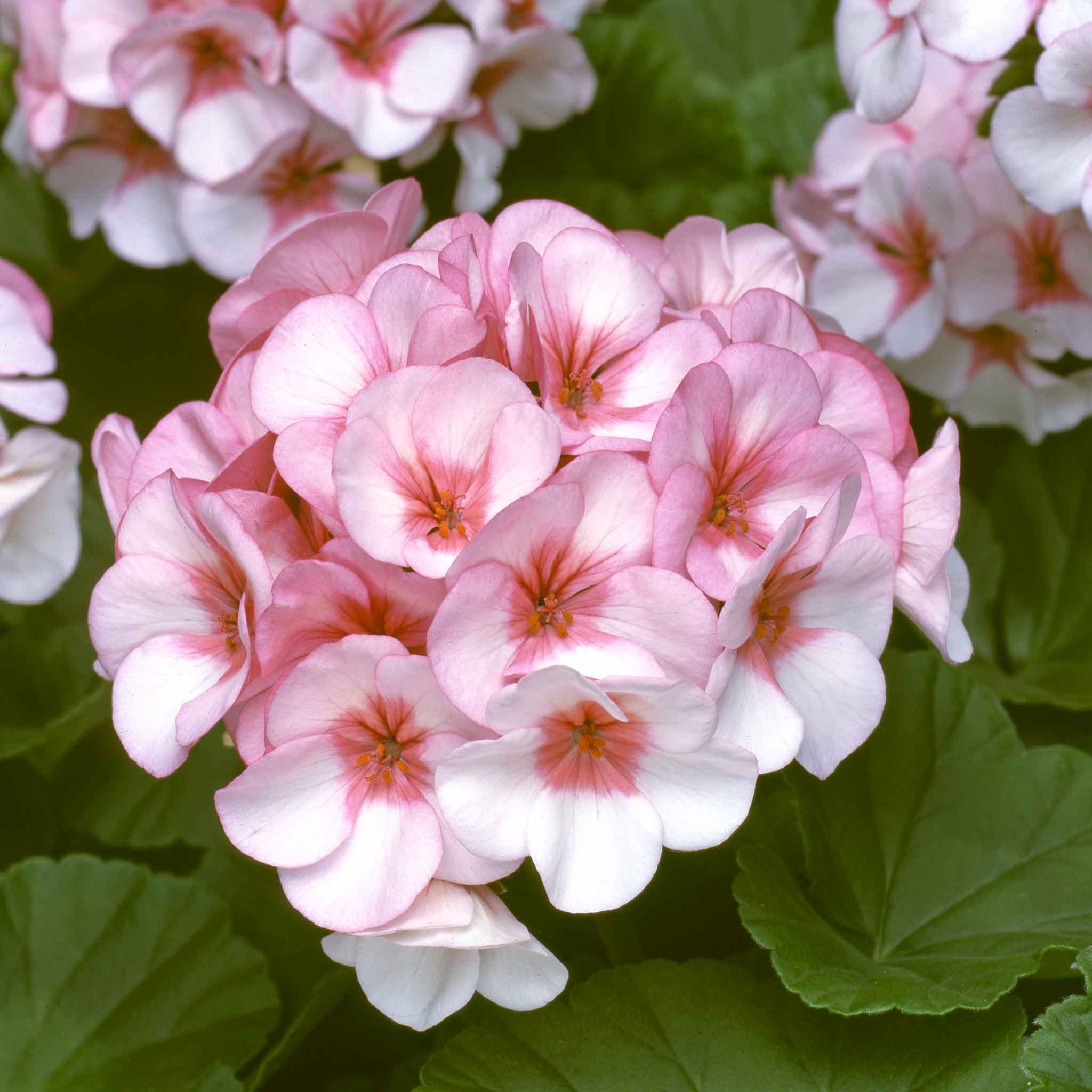 Marshalls Garden Geranium Seeds 'Horizon Star' - 8 Seeds