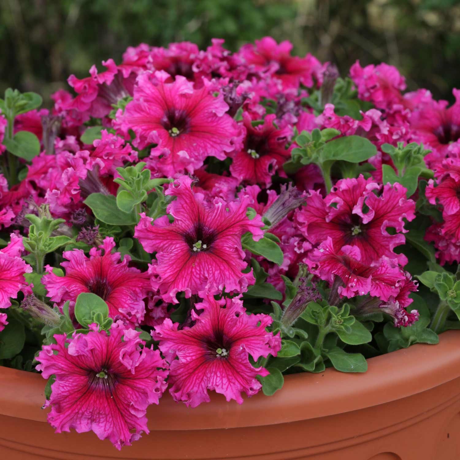 Marshalls Garden Petunia Seeds 'Espresso Frappe Rose' - 30 Seeds