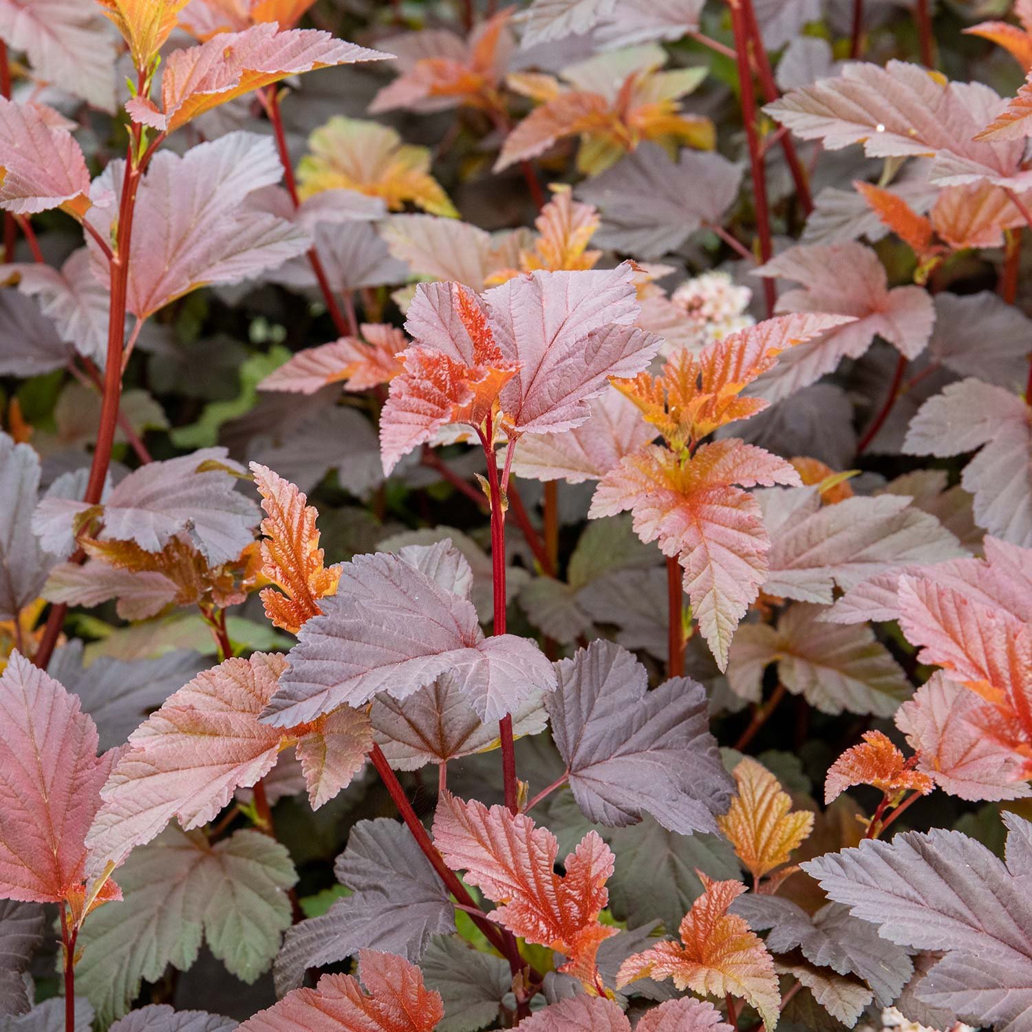 Marshalls Garden Physocarpus 'Lady In Red' Shrub  3 Litre Plant