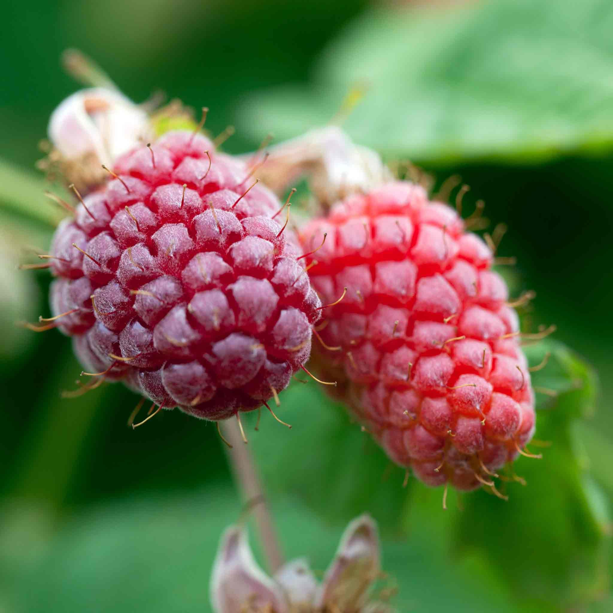 Marshalls Garden Loganberry 'LY654' - 2 Litre Plant