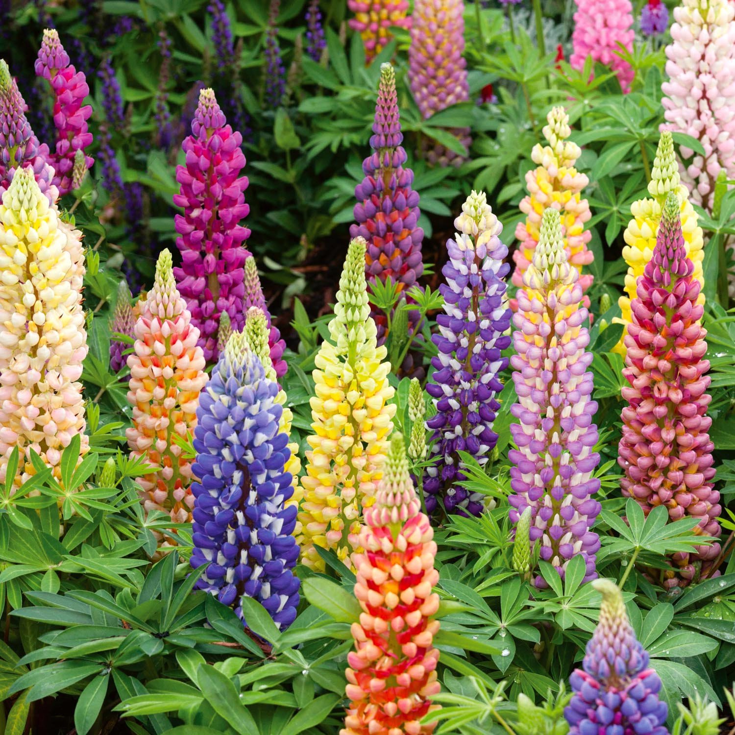 Unwins Lupin Seeds 'Russell Mix' - 85 Seeds