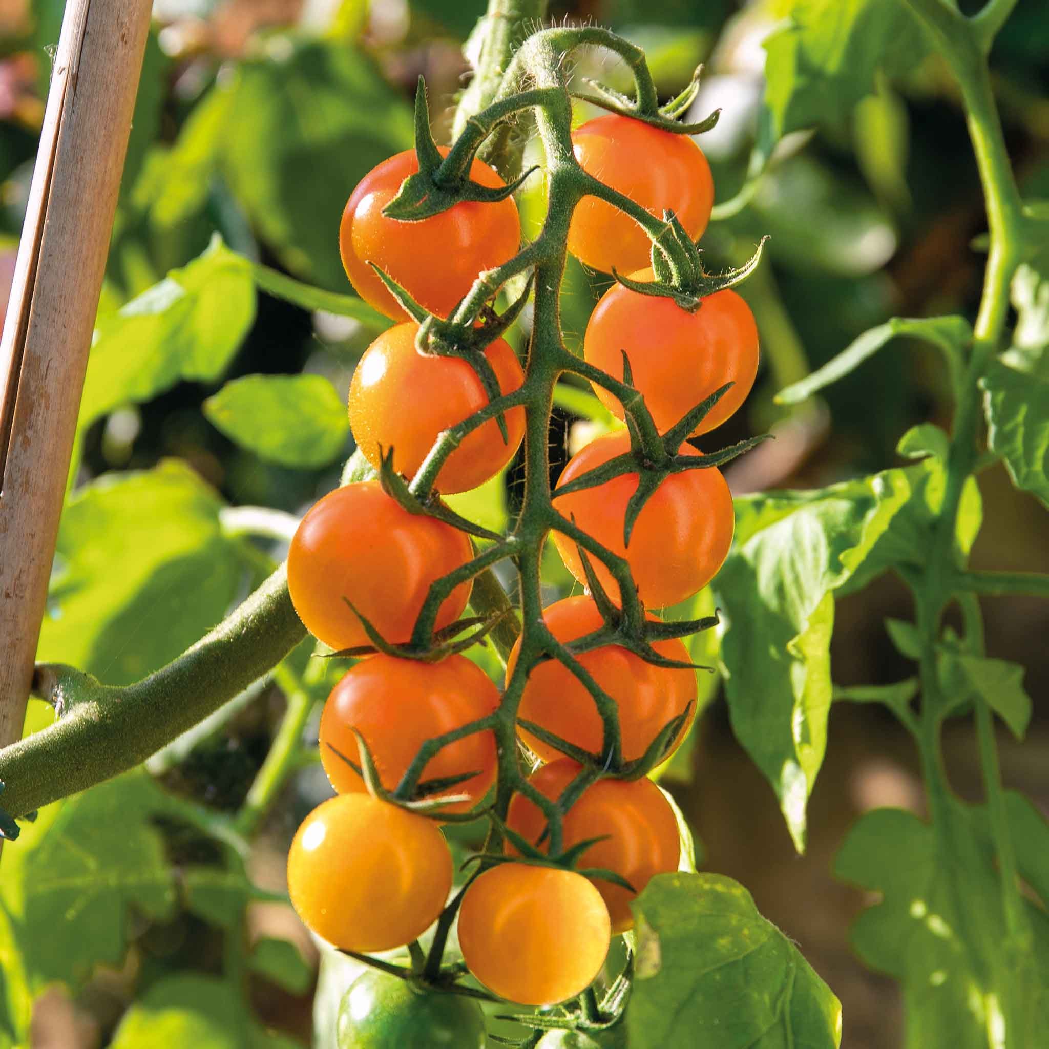 Marshalls Garden Cordon Tomato Seeds Sungold - 15 Seeds