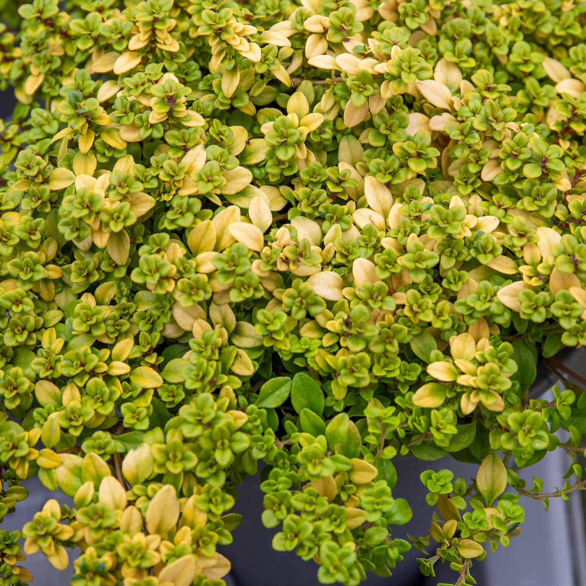 Marshalls Garden Thyme 'Archers Gold' - 1 Litre Plant