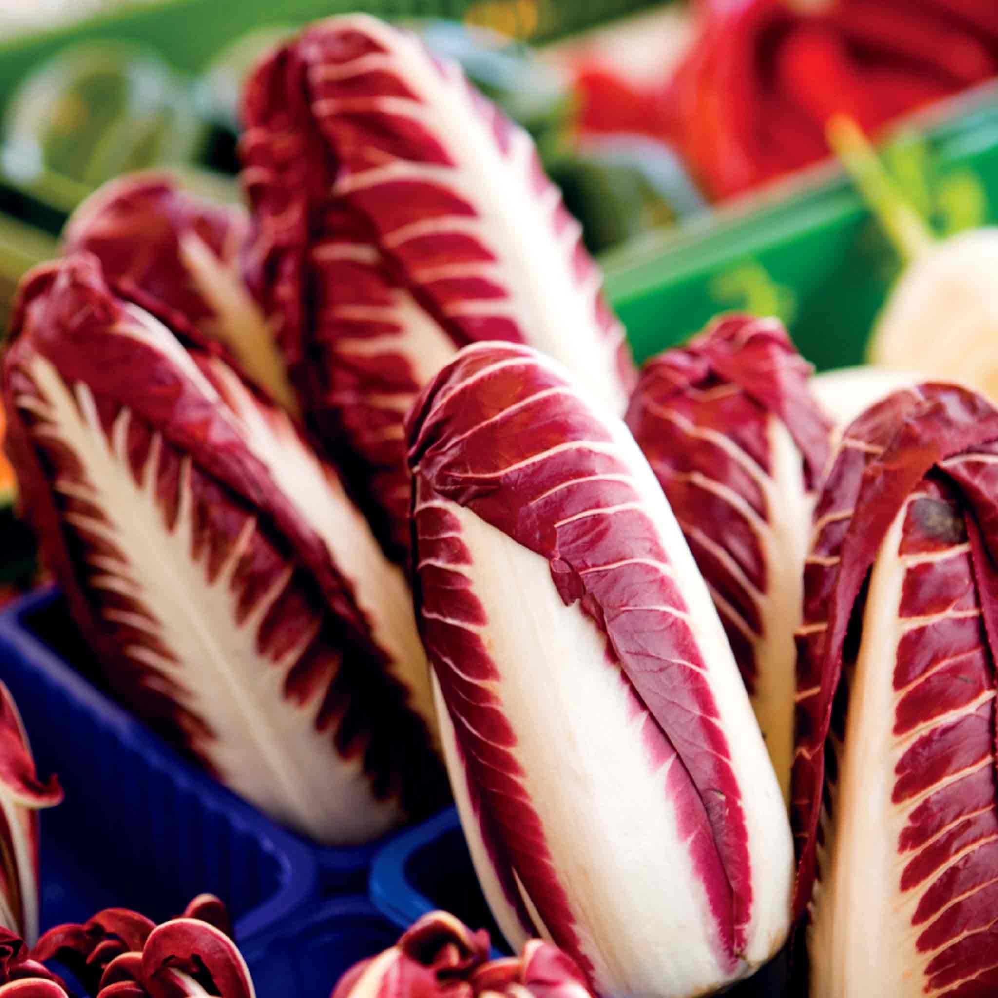 Marshalls Garden Radicchio Trevi Lettuce - 200 Seeds