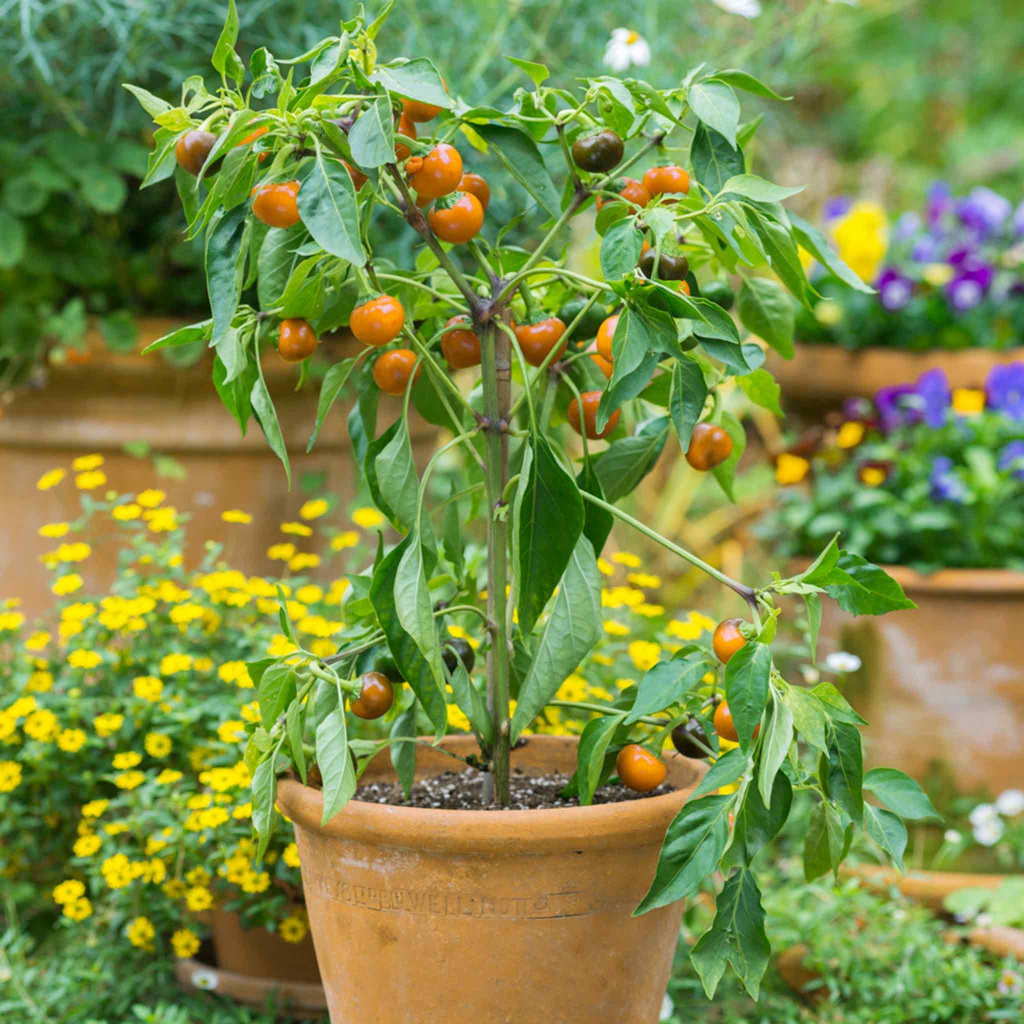 Marshalls Garden Chilli Pepper Seeds Orange Koral - 10 Seeds