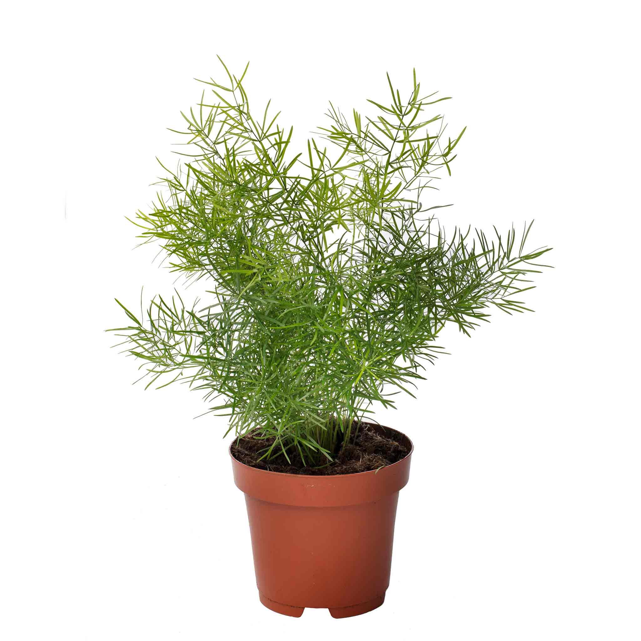 Unwins Asparagus Fern Seeds - 20 Seeds