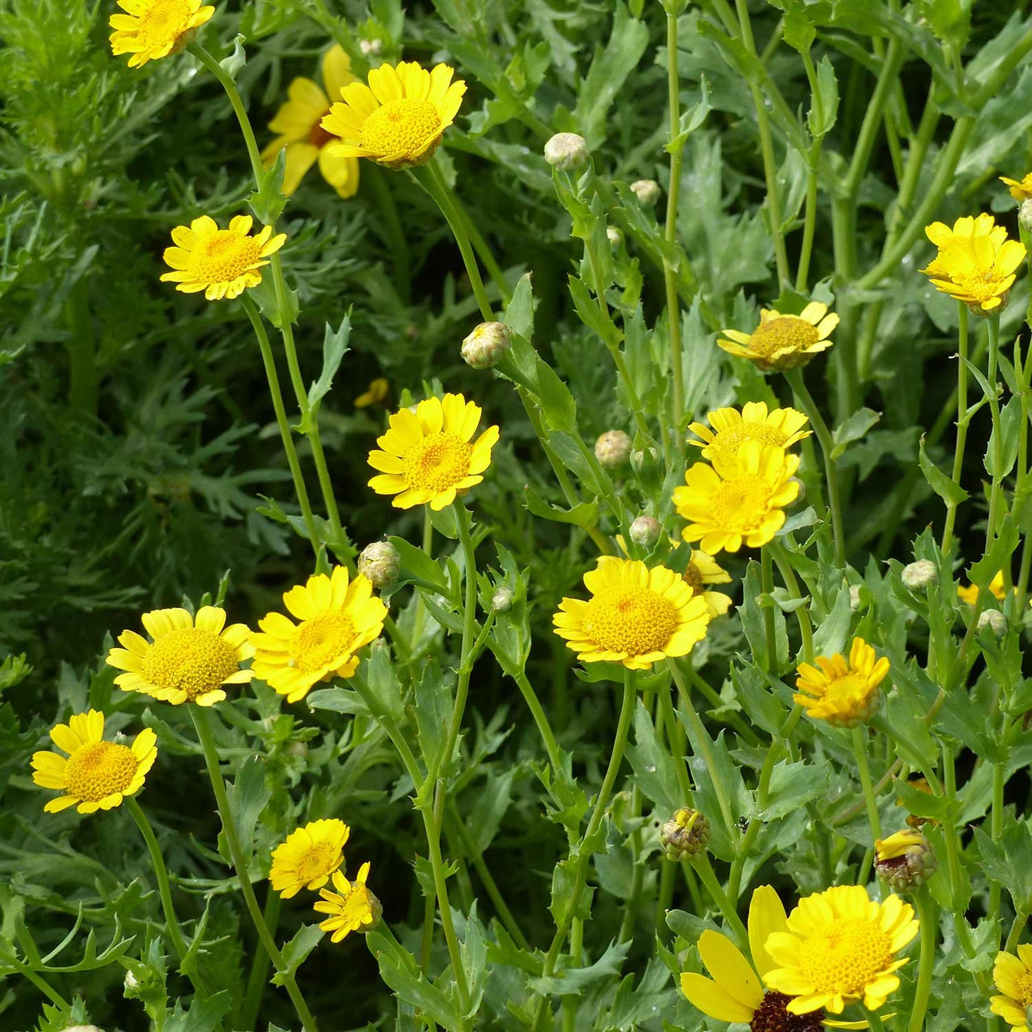 Marshalls Garden Glebionis Segetum Seeds 'Corn Marigold' - 200 Seeds