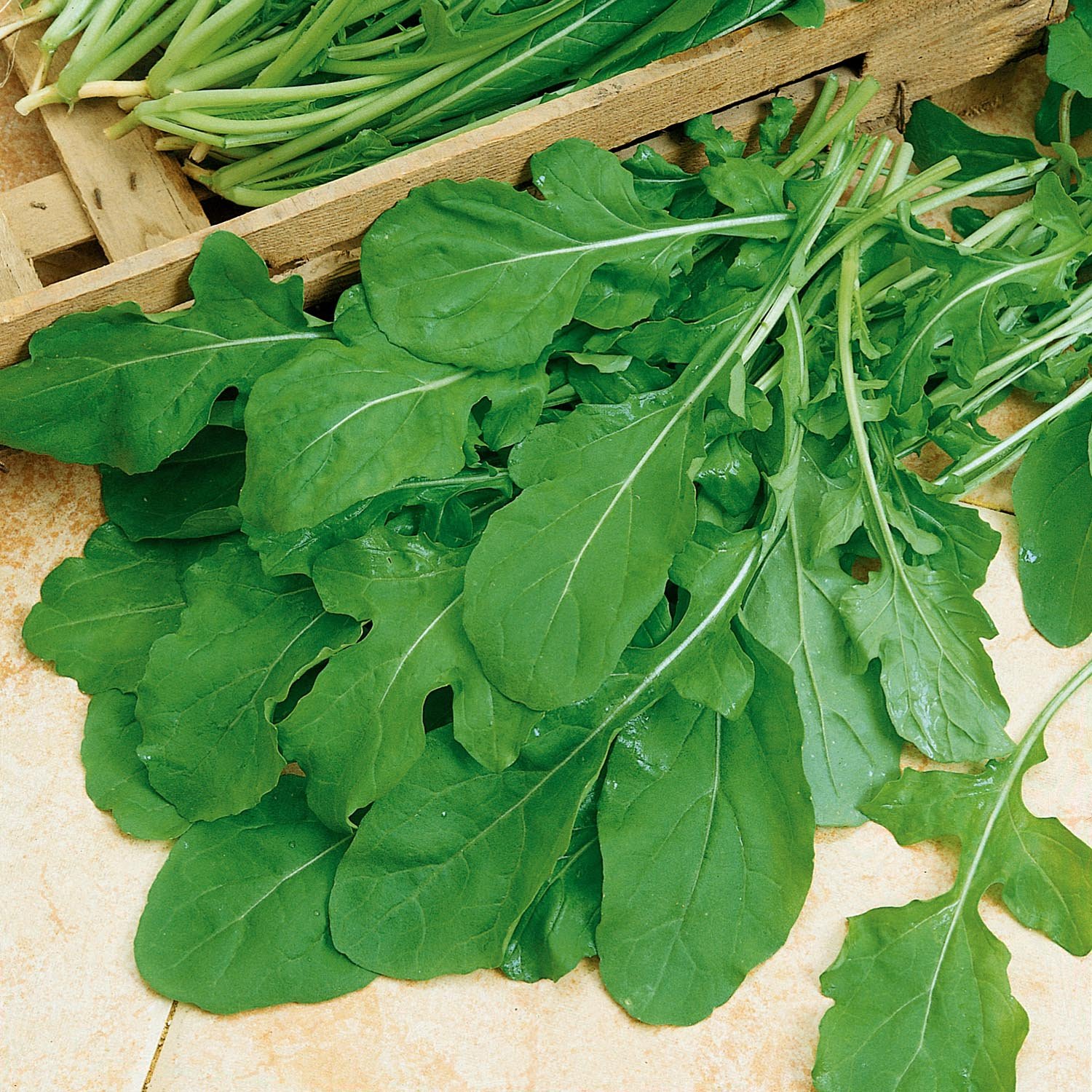 Marshalls Garden Rocket Seeds 'Scorpion' - 3000 Seeds