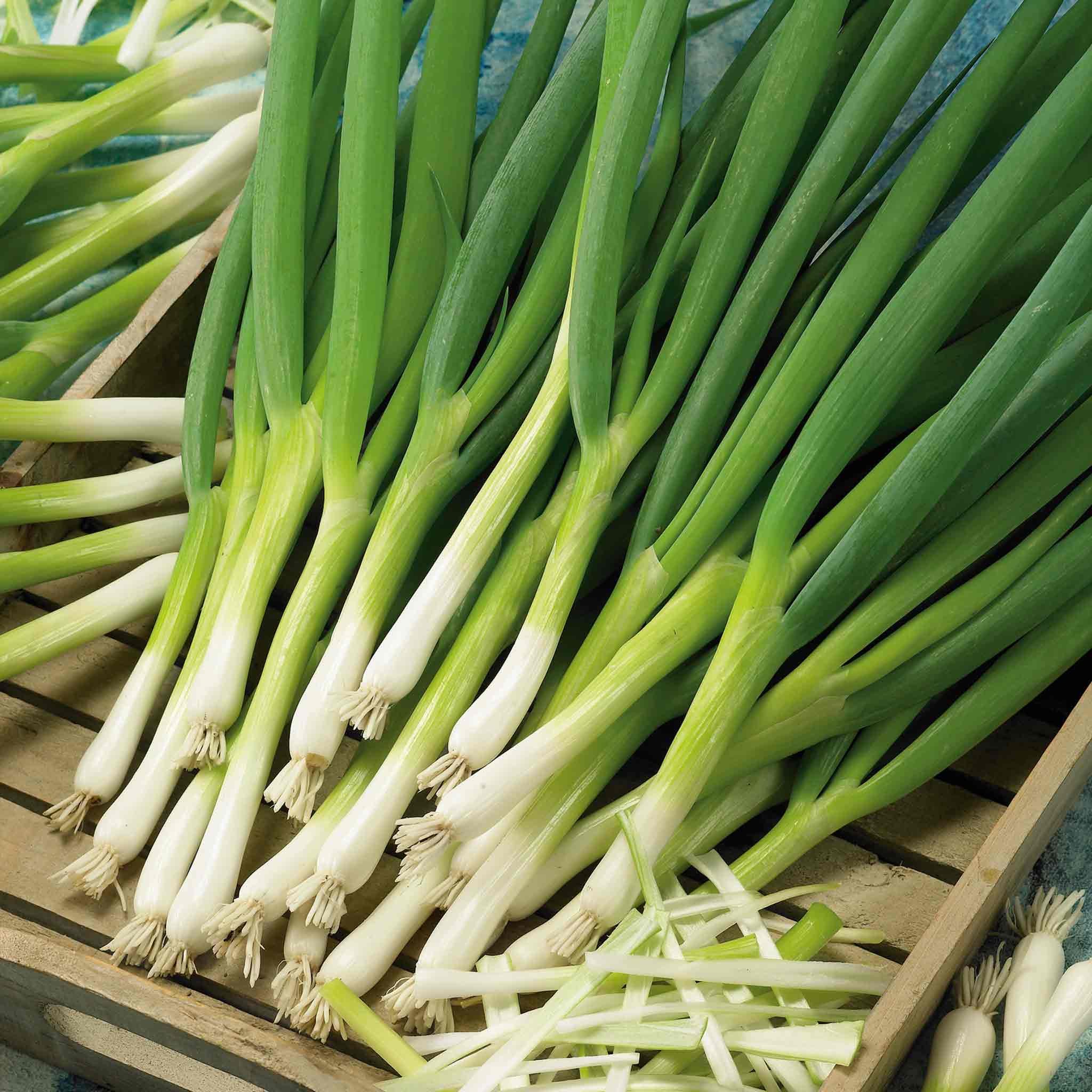Marshalls Garden Spring Onion Seeds 'Marksman' - 500 Seeds