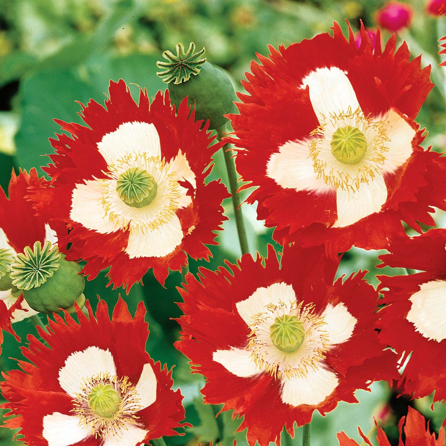 Unwins Poppy Seeds 'Victoria Cross' - 200 Seeds