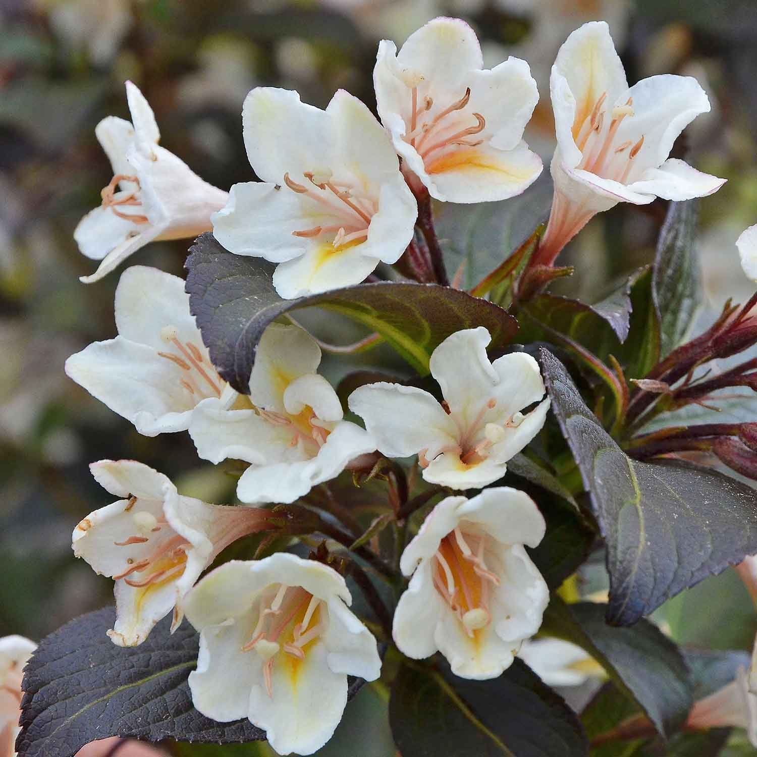 Marshalls Garden Weigela 'Ebony And Ivory' (Velda) Hardy Shrub - 3 Litre Plant