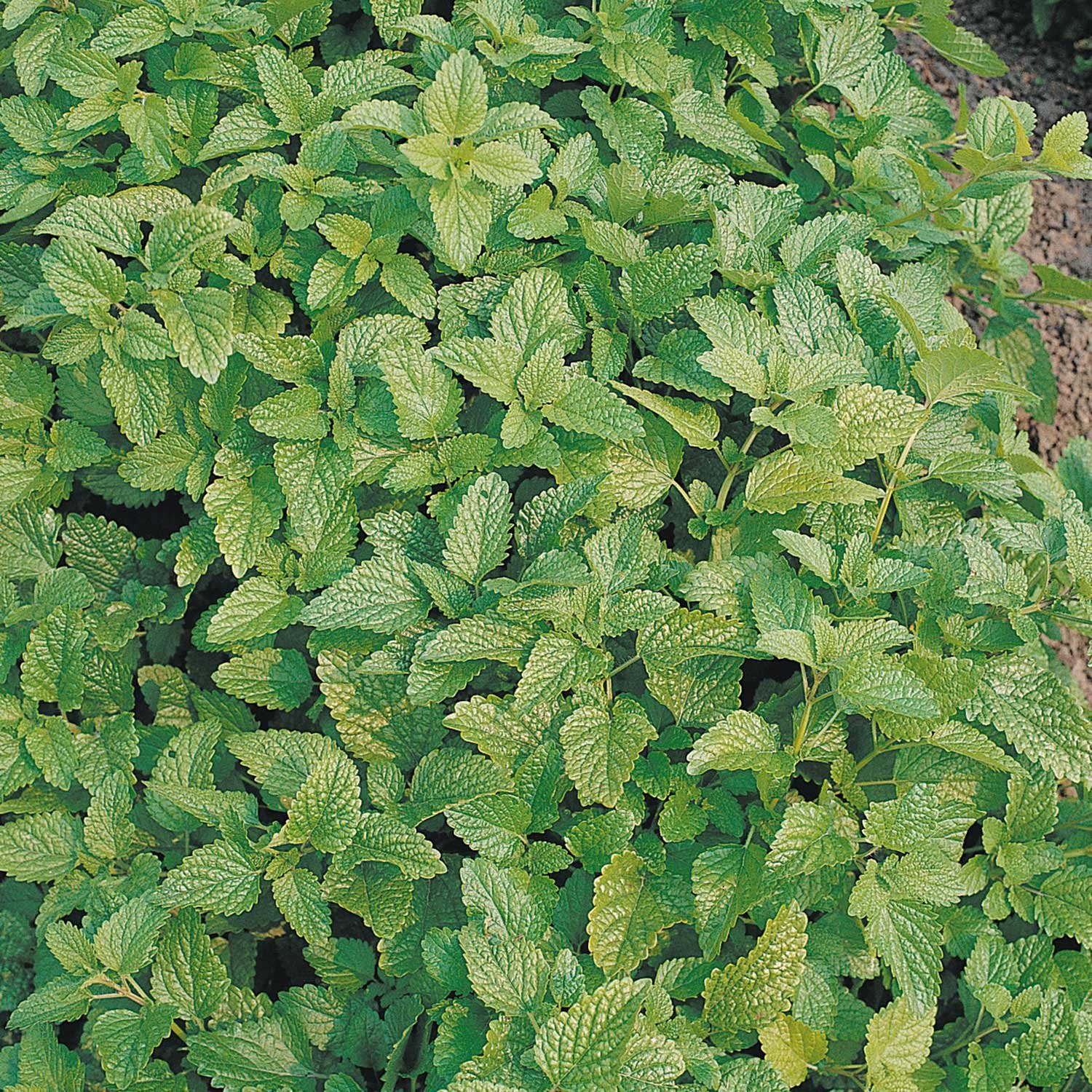 Marshalls Garden Lemon Balm Seeds Organic  'Melissa' - 500 Seeds