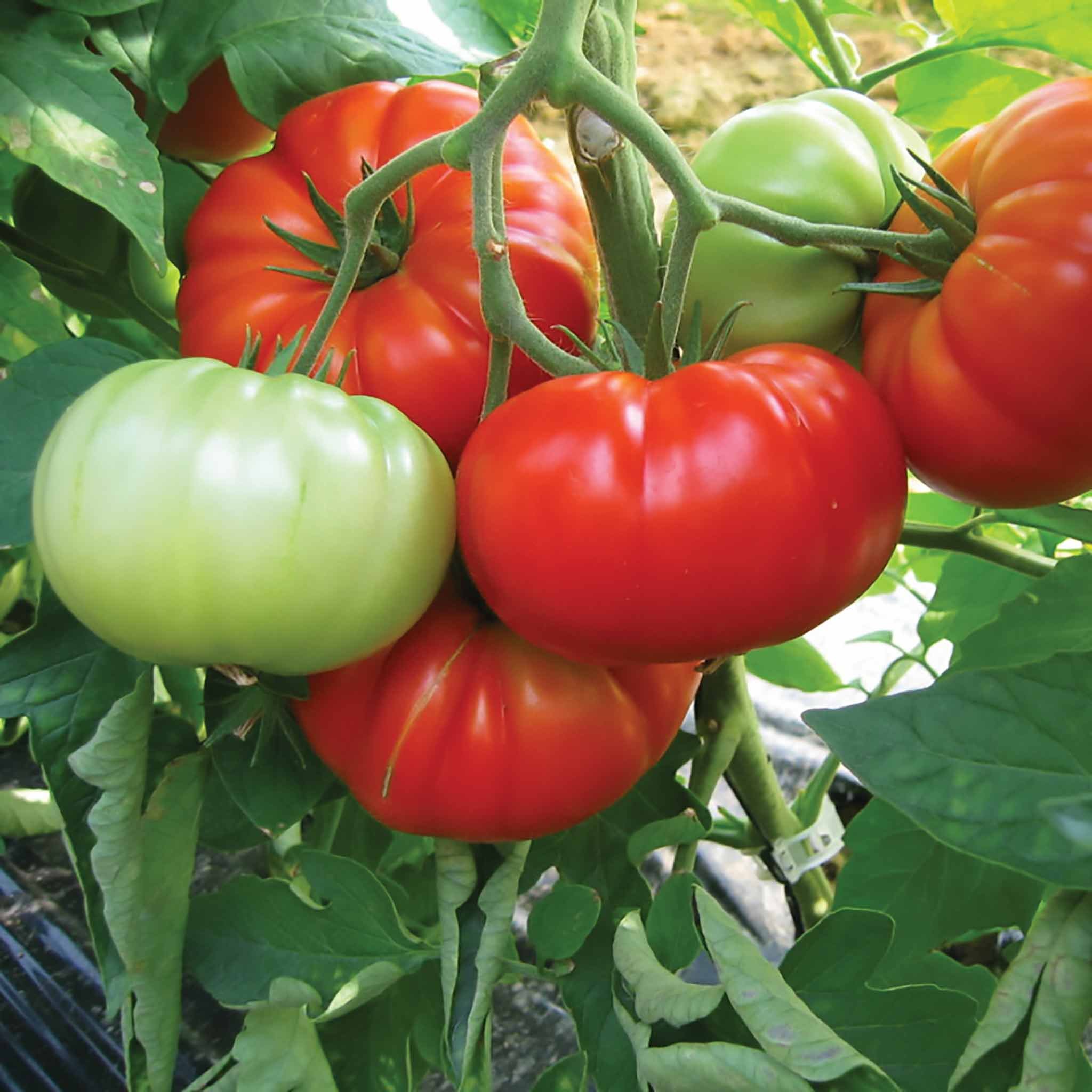 Marshalls Garden Buffalo Steak Tomato Seeds, Large Beefsteak - 10 Seeds