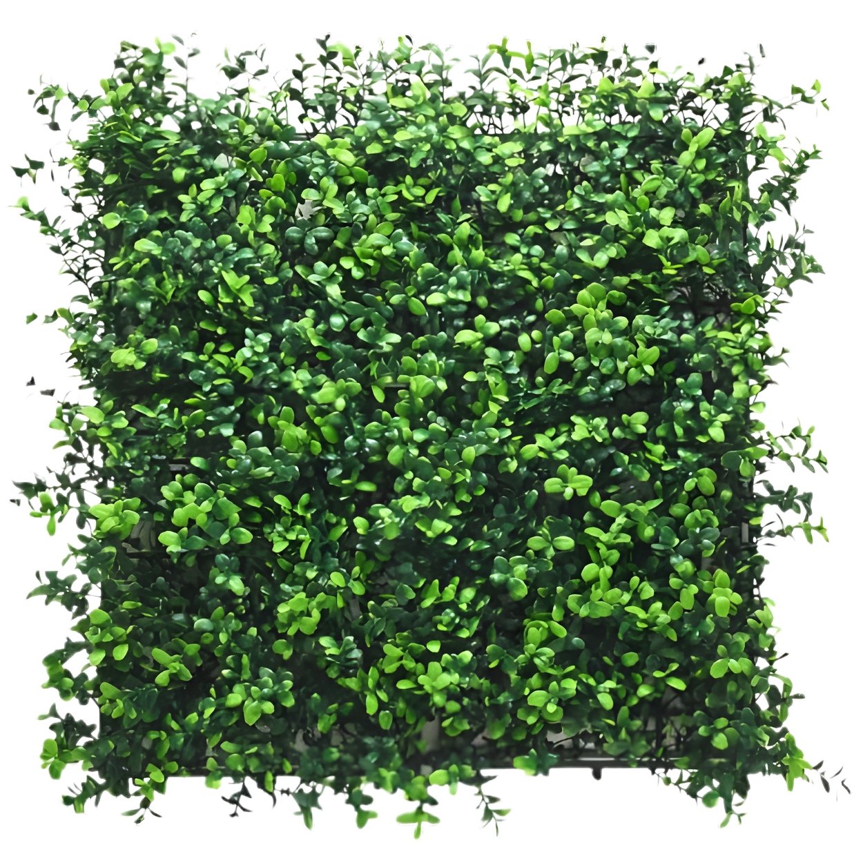 Ark Mat Artificial Living Wall Panel - Boxwood - 50cm x 50cm