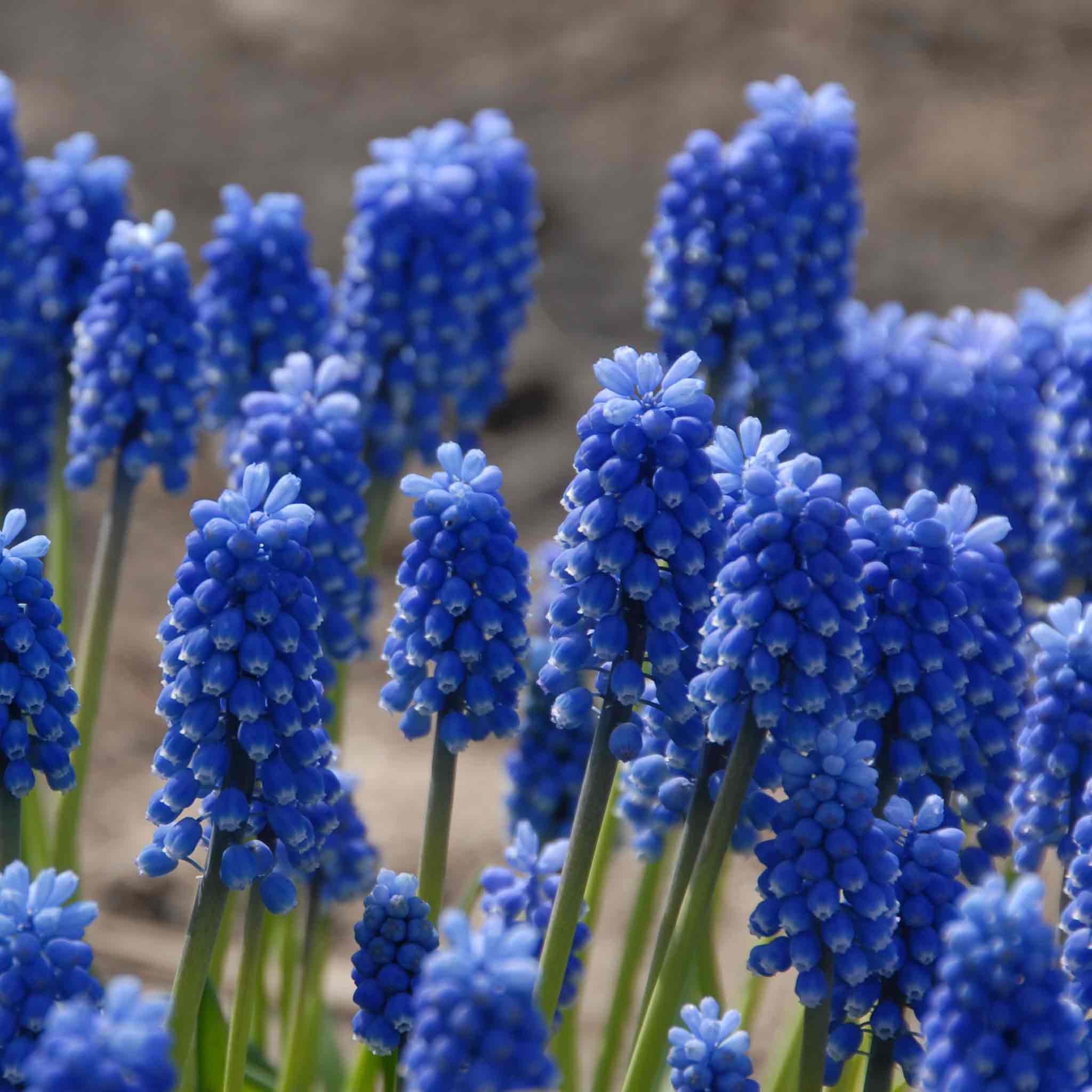 Marshalls Garden Muscari 'Blue Magic' - 20 Bulbs