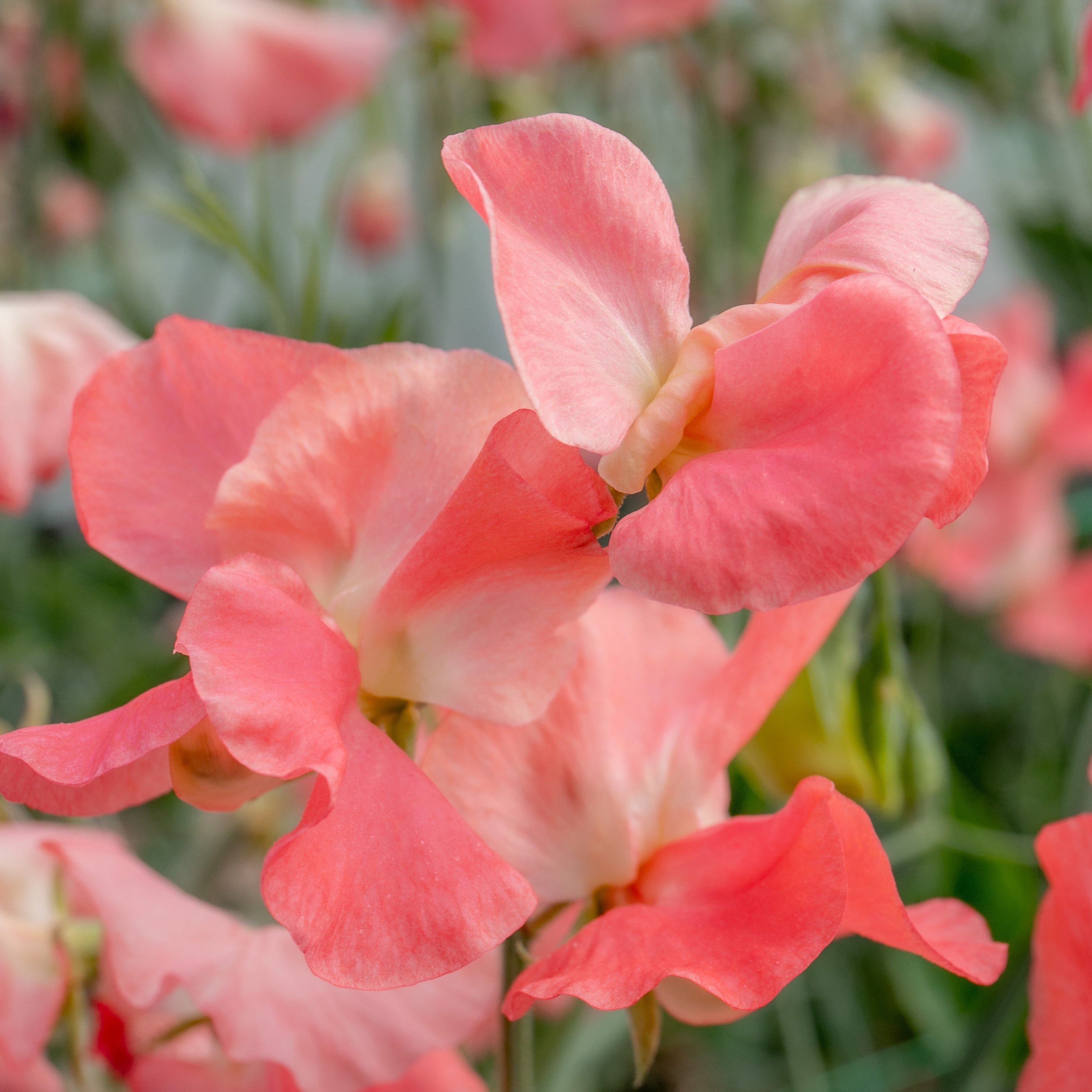 Unwins Sweet Pea Seeds 'Princess Elizabeth' - 21 Seeds