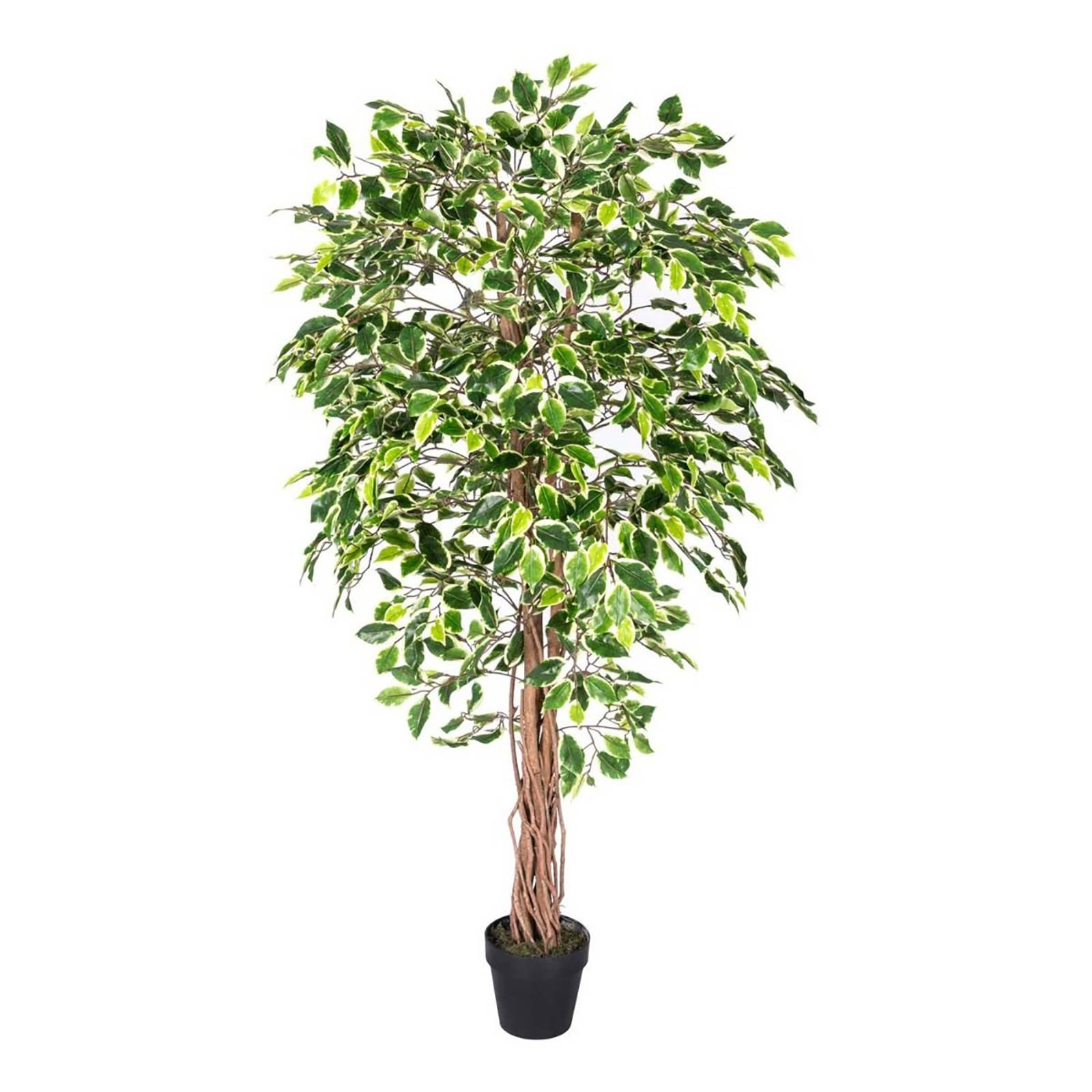 Homescapes Handcrafted Ficus Tree with Twisted Trunk - Green