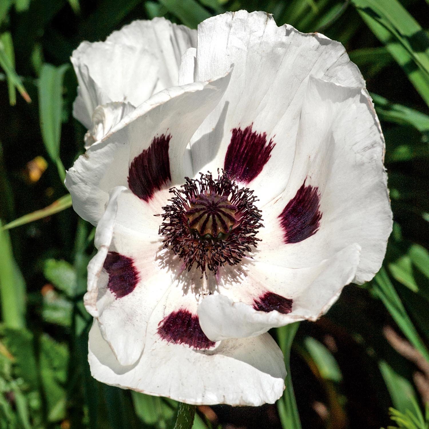 Marshalls Garden Papaver orientale 'Royal Wedding' - 9cm Plant