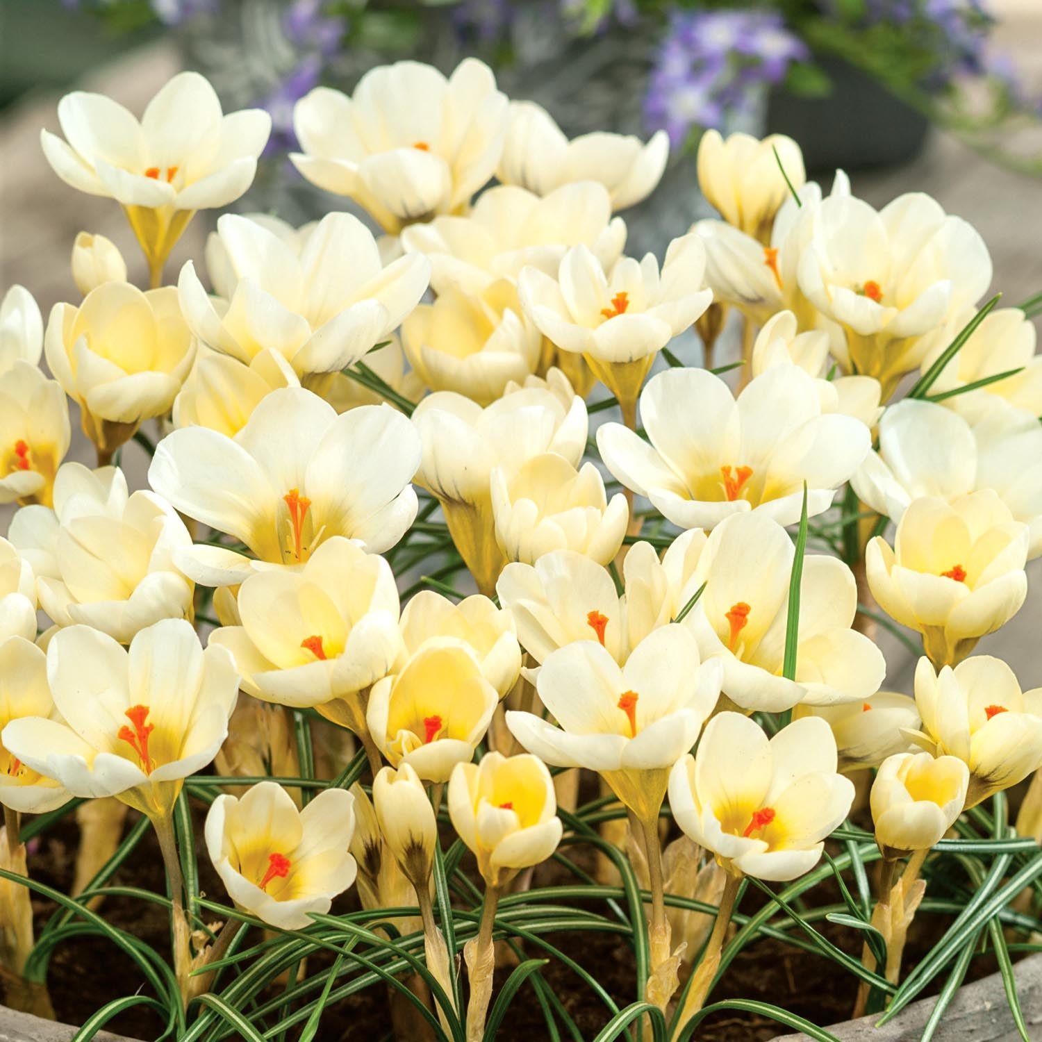 Marshalls Garden Crocus 'Cream Beauty' - 15 Bulbs