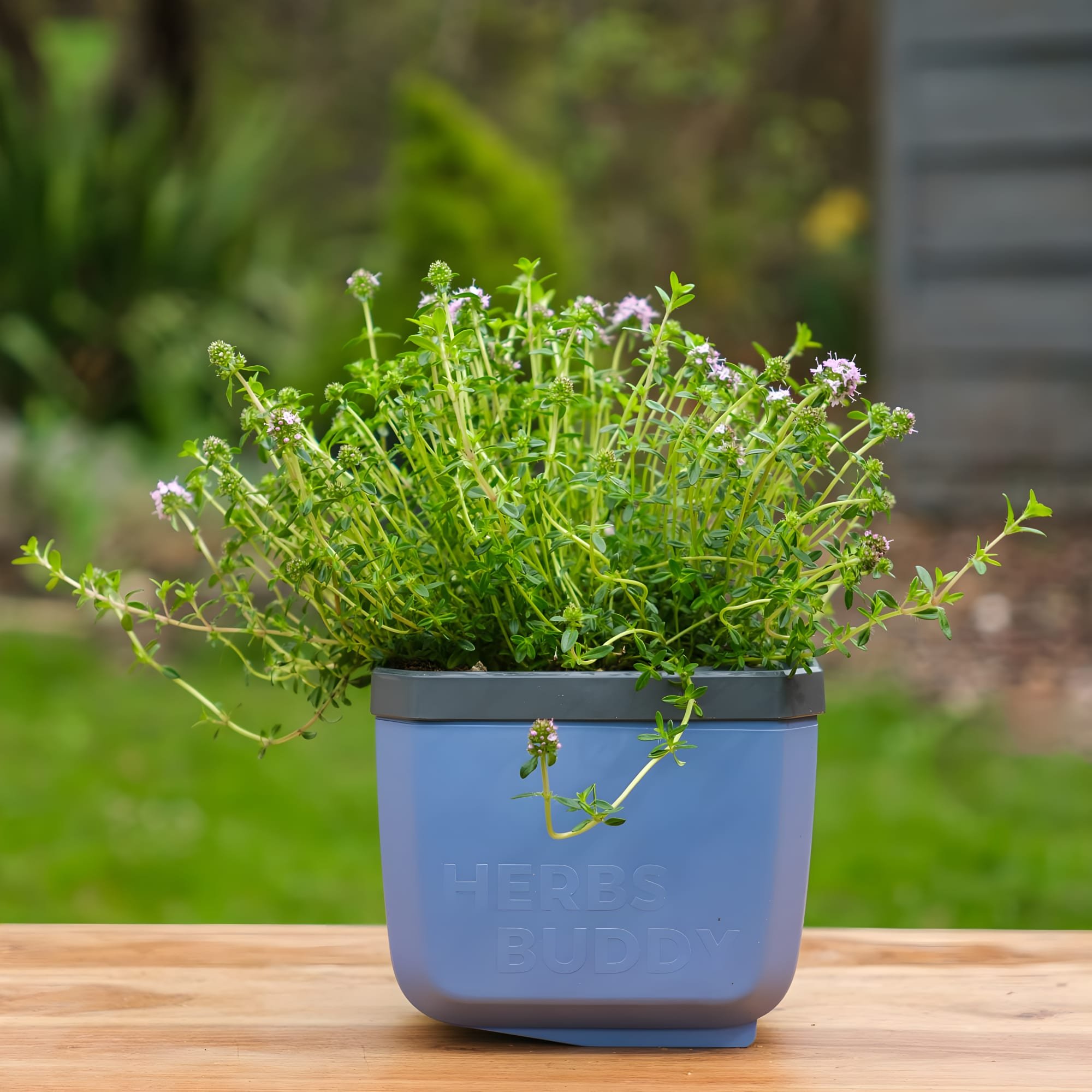 Gusta Garden Herbs Buddy Self-Watering Kitchen Herb Pot - Blue 3 Pieces