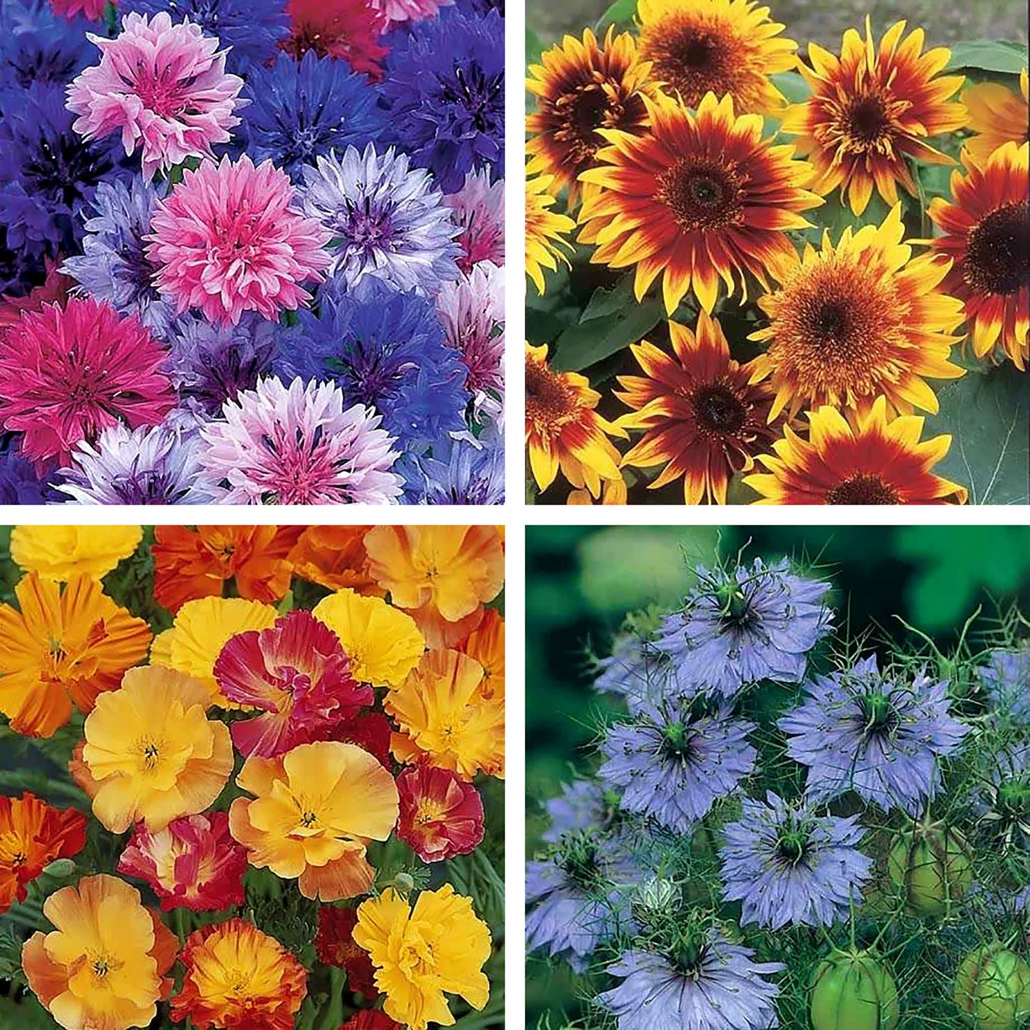 Unwins Scatter & Grow Seeds Collection - 4 Packets